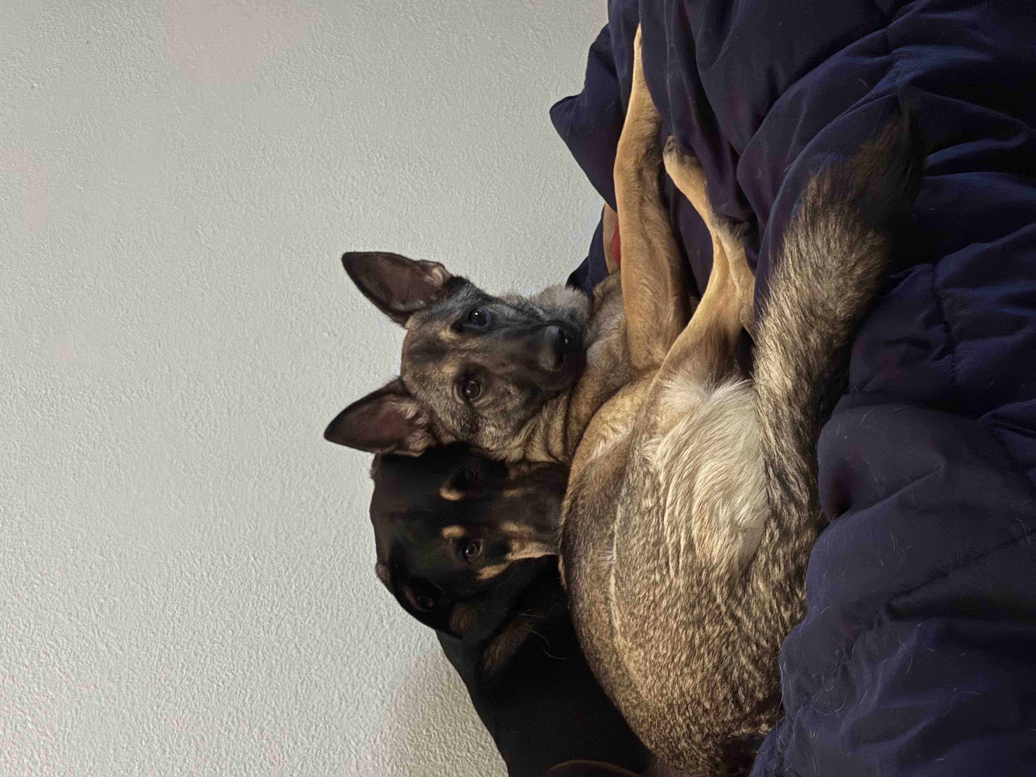 Help Save Gunner With Life-Saving Surgery Costs campaign photo, 6 of 9