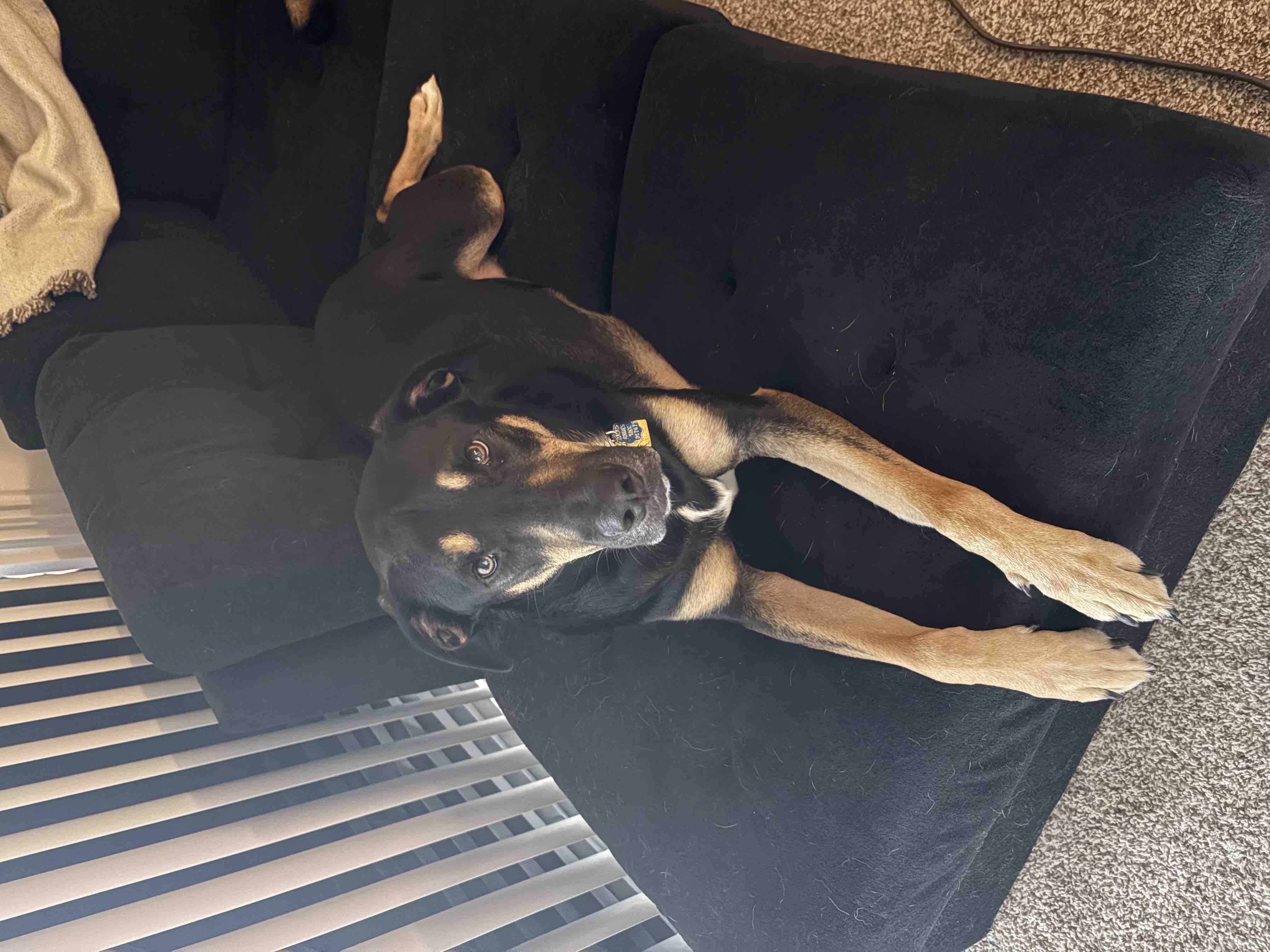 Help Save Gunner With Life-Saving Surgery Costs campaign photo, 7 of 9