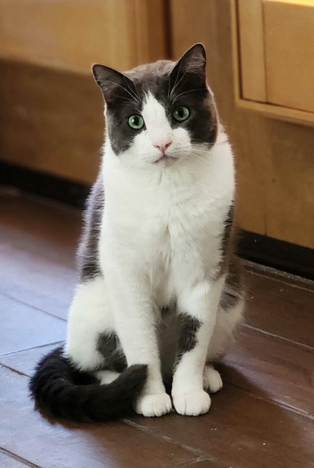 I Rescued Silver From a Dumpster. Now He Needs Your Help campaign photo, 7 of 8