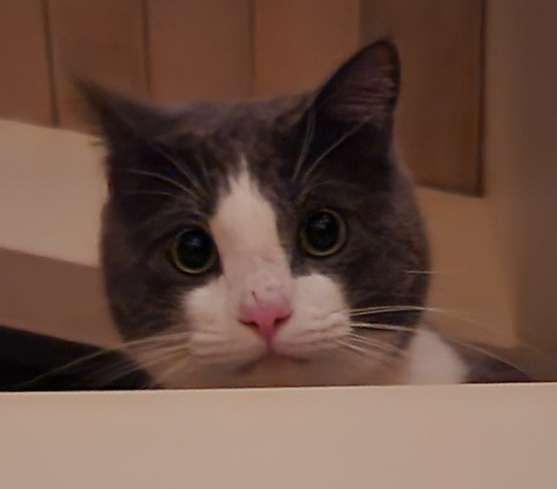 I Rescued Silver From a Dumpster. Now He Needs Your Help campaign photo, 5 of 8