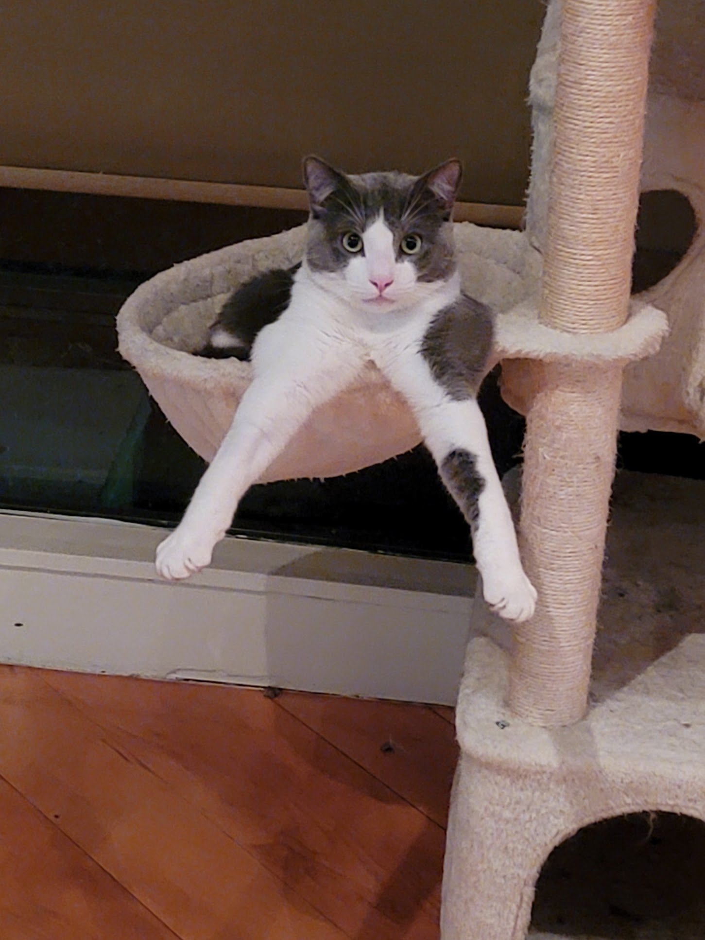 I Rescued Silver From a Dumpster. Now He Needs Your Help campaign photo, 6 of 8