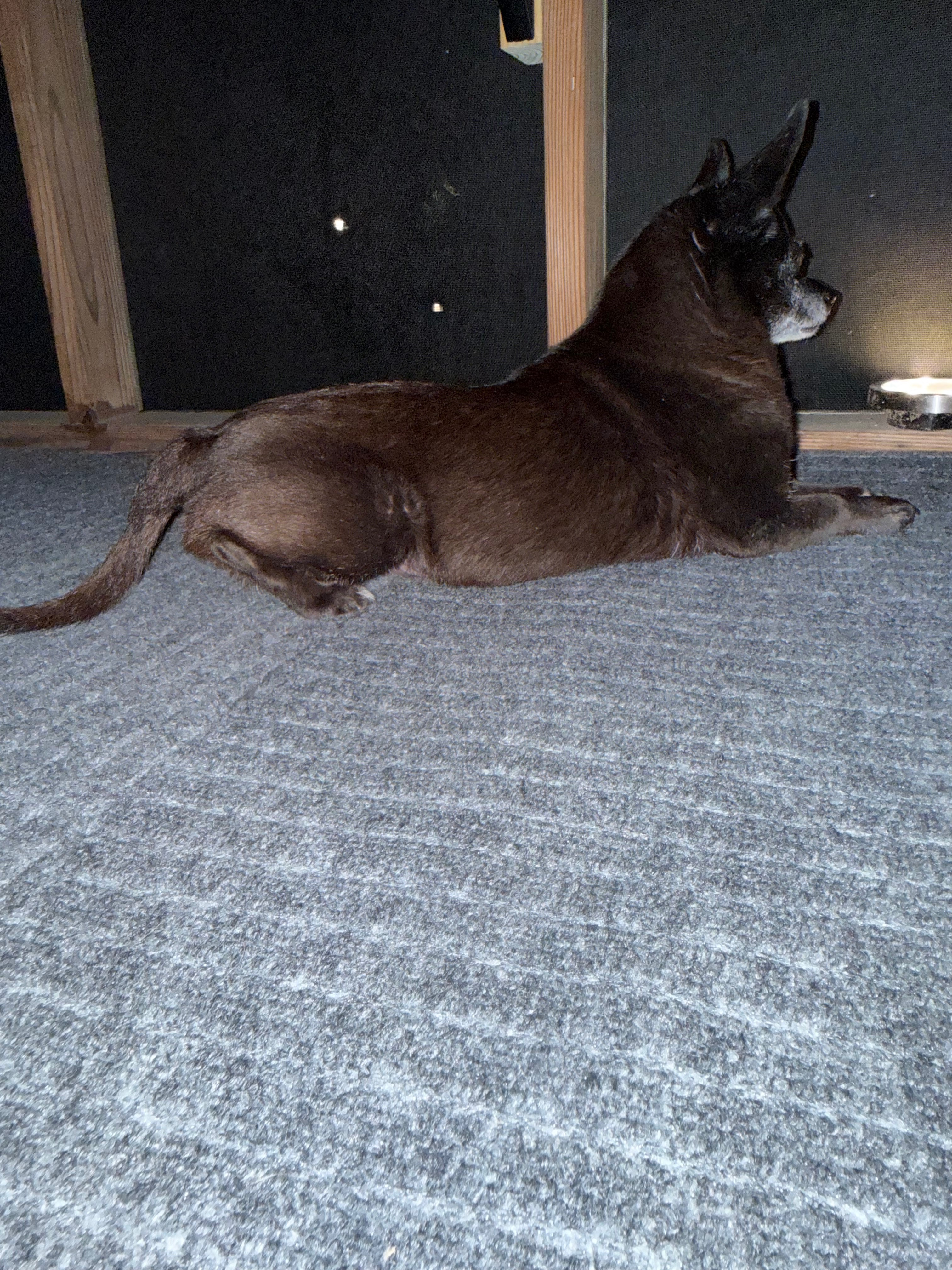 Help Booger Get Eye Surgery campaign photo, 4 of 4