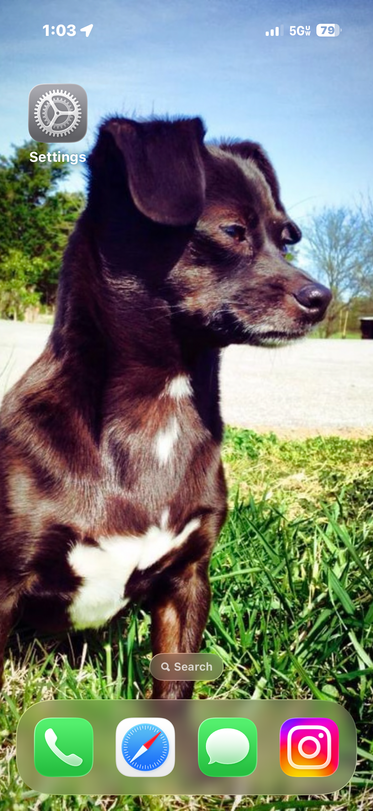 Help Booger Get Eye Surgery campaign photo, 2 of 4