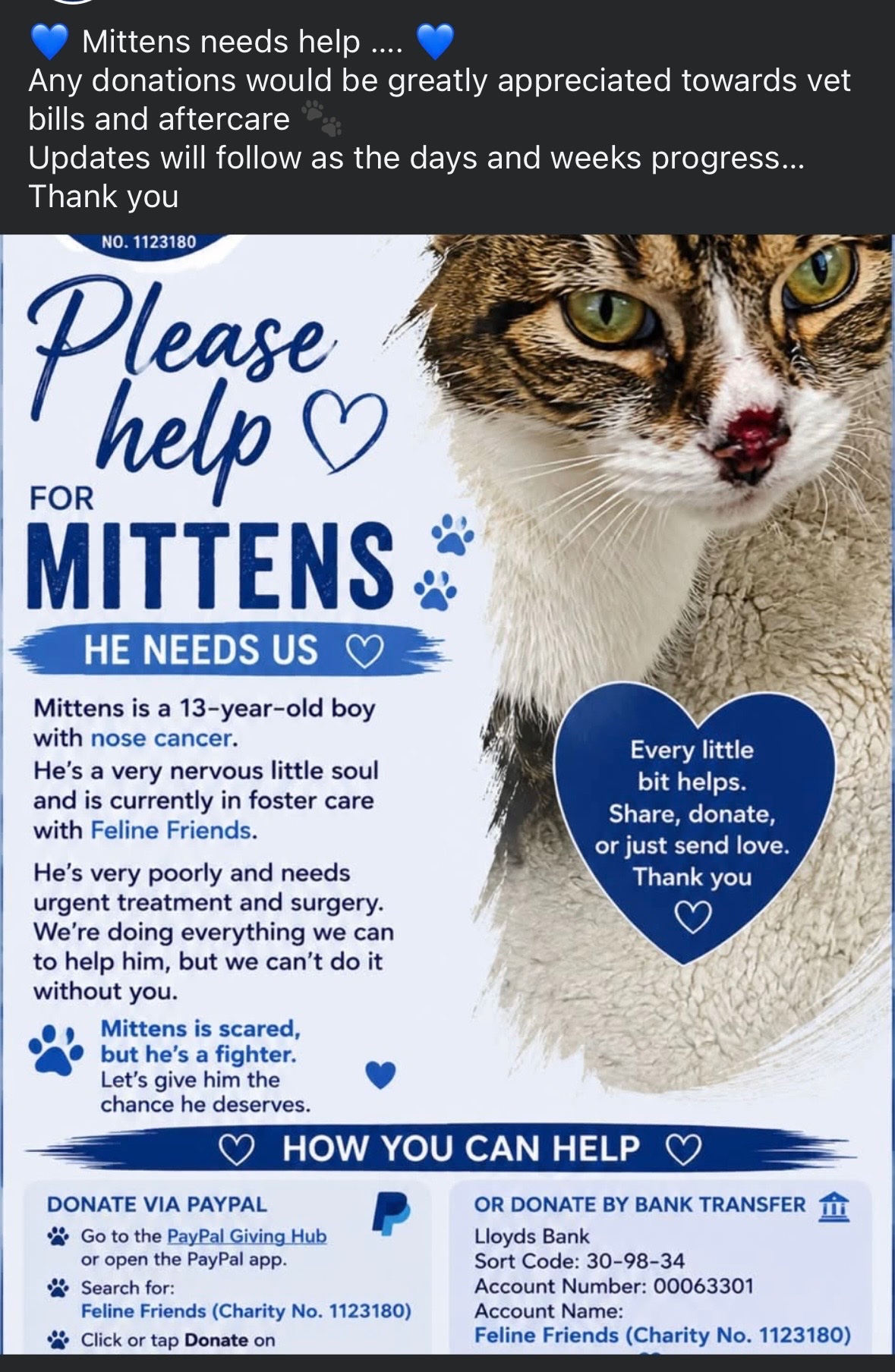 Mittens mammy and kittens campaign photo, 2 of 5