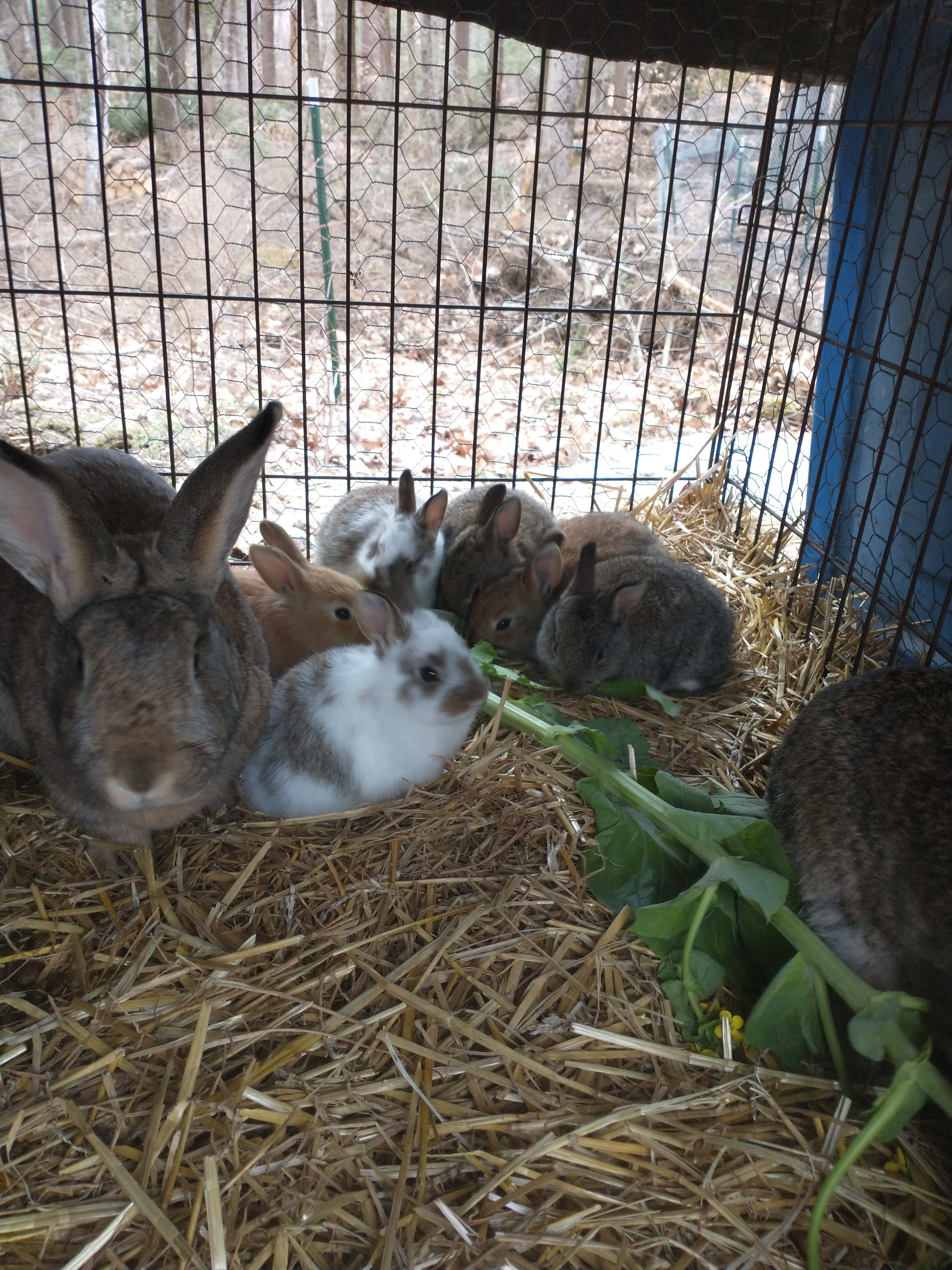 SAVE Giant Journey Farm: Help Us Buy 2 Acres campaign photo, 6 of 8