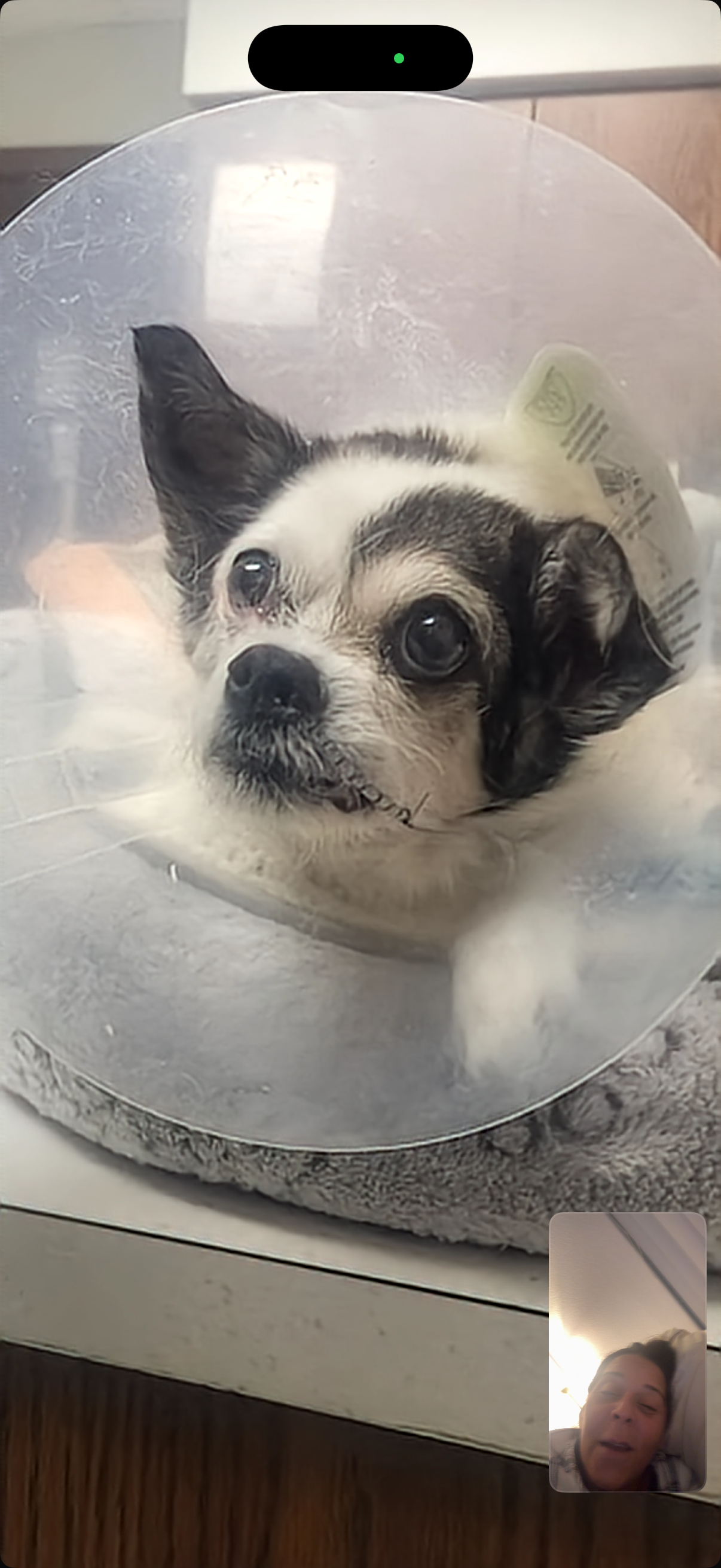 Help Pepe fight to come home campaign photo, 5 of 11