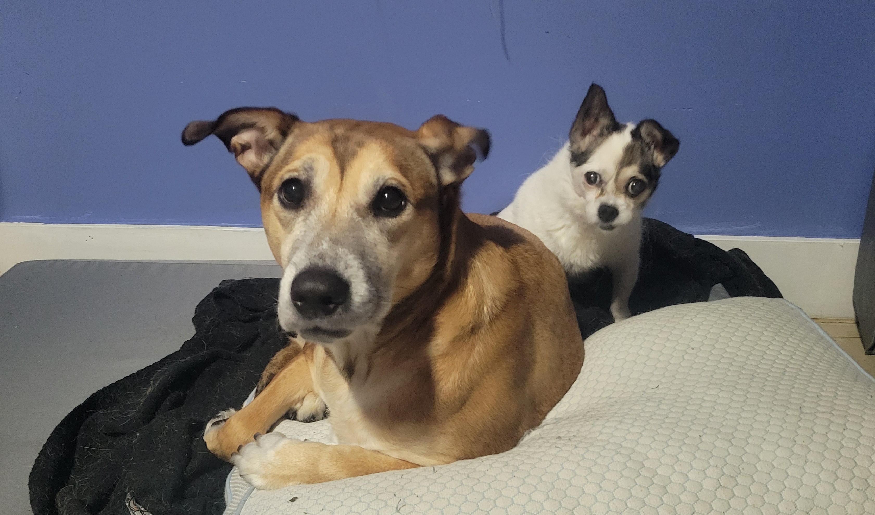 Help Pepe fight to come home campaign photo, 8 of 11