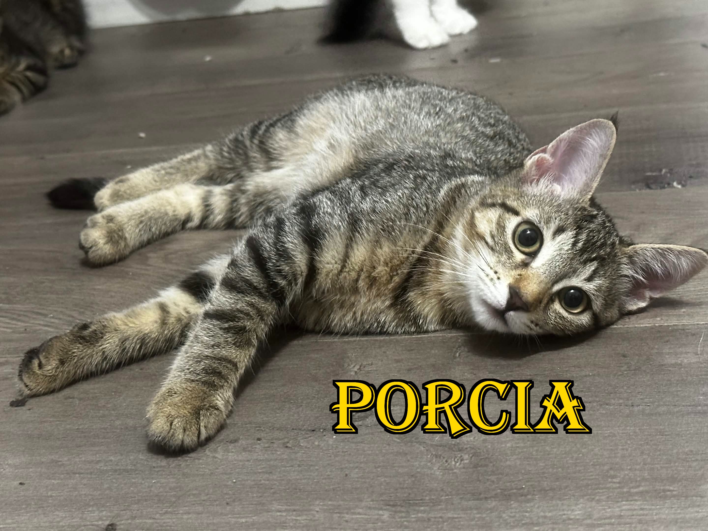 Foster Kittens in Need of Medical Attention & Forever Homes campaign photo, 2 of 8