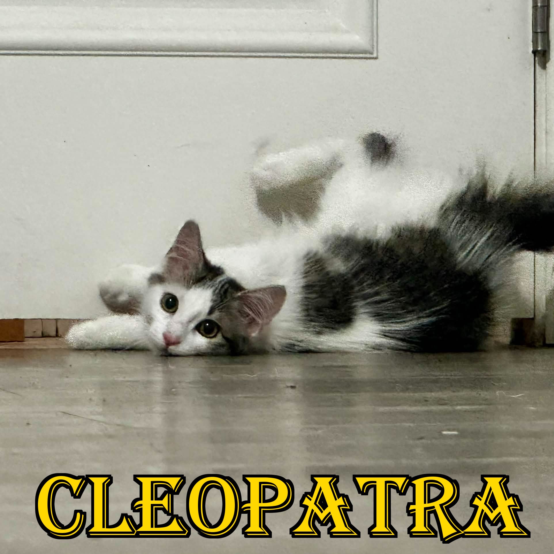 Foster Kittens in Need of Medical Attention & Forever Homes campaign photo, 5 of 8