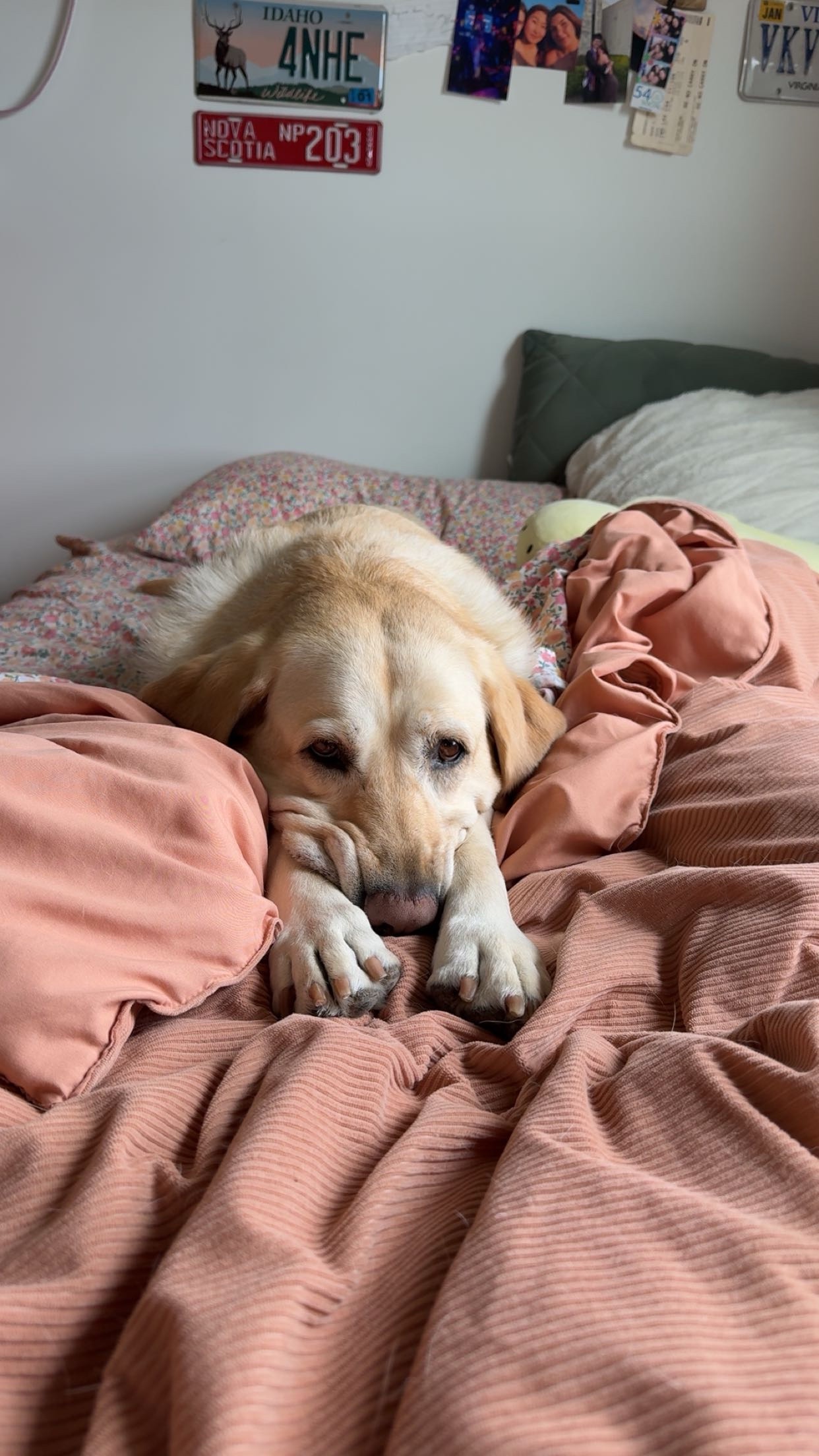 Save Remi: A Beloved Dog's Surgery Fund campaign photo, 7 of 8