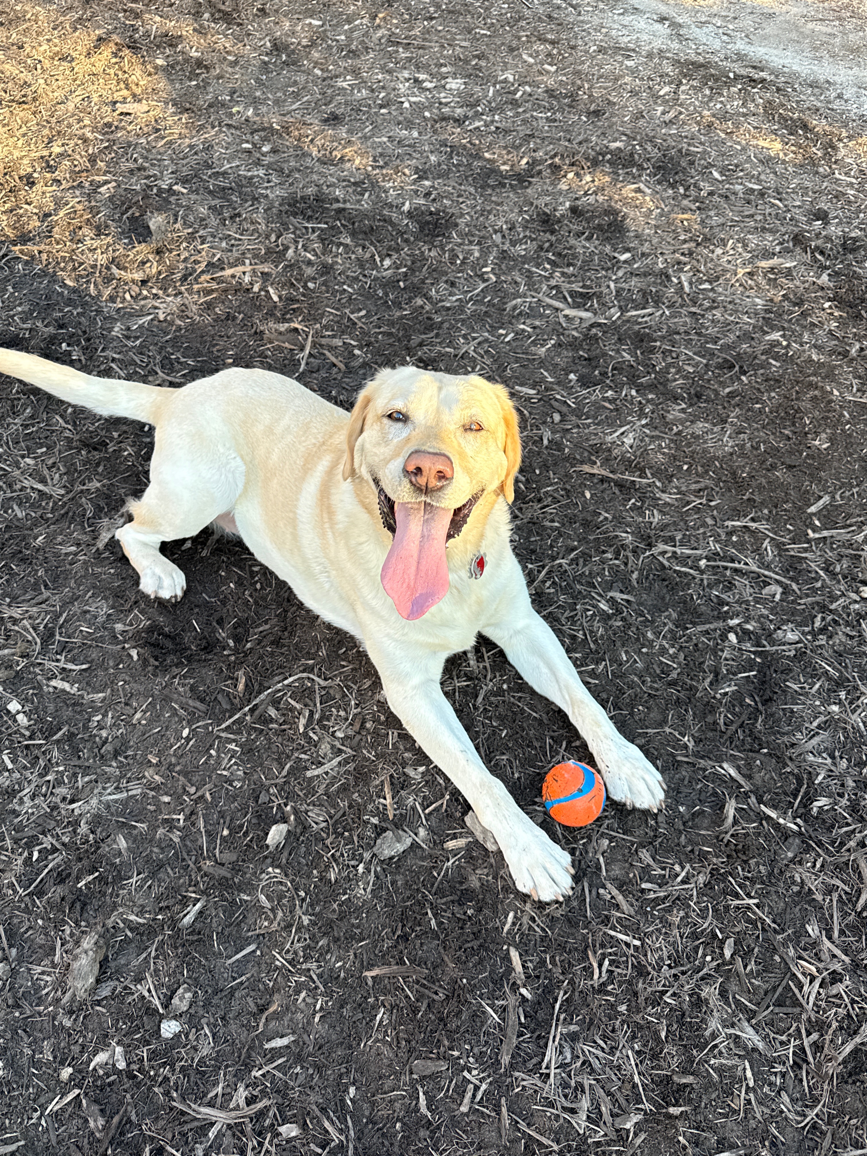Save Remi: A Beloved Dog's Surgery Fund campaign photo, 4 of 8