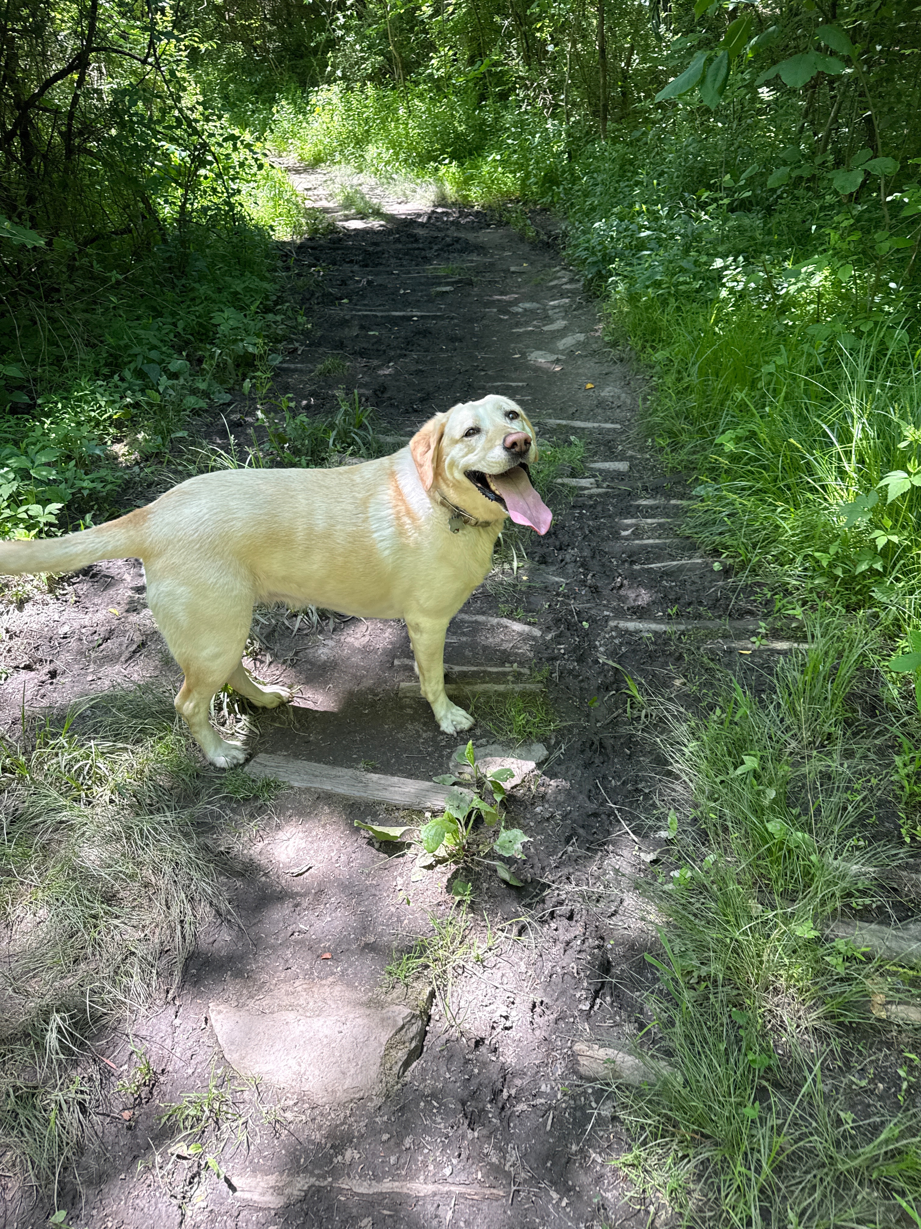 Save Remi: A Beloved Dog's Surgery Fund campaign photo, 5 of 8