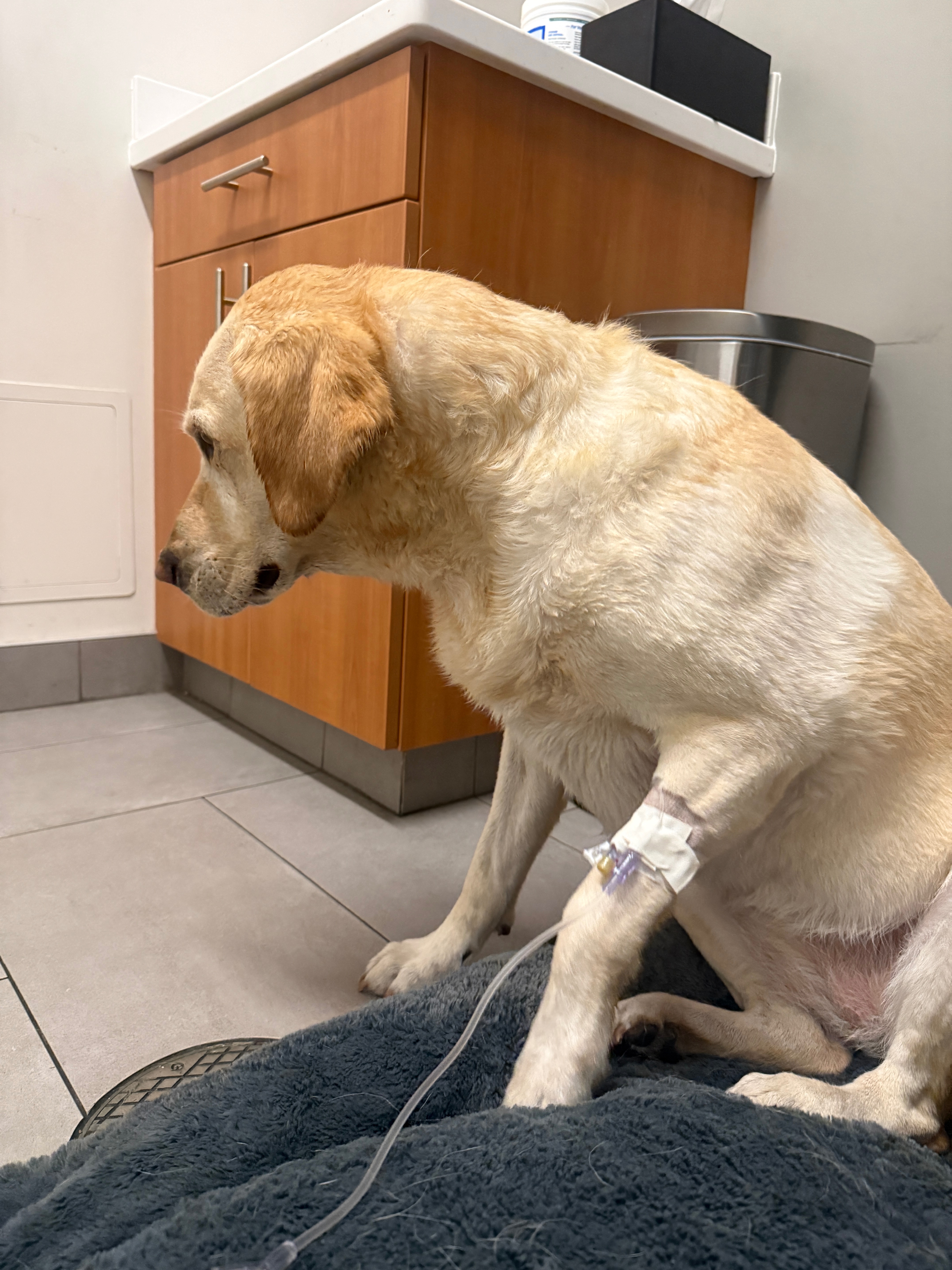 Save Remi: A Beloved Dog's Surgery Fund campaign photo, 6 of 8