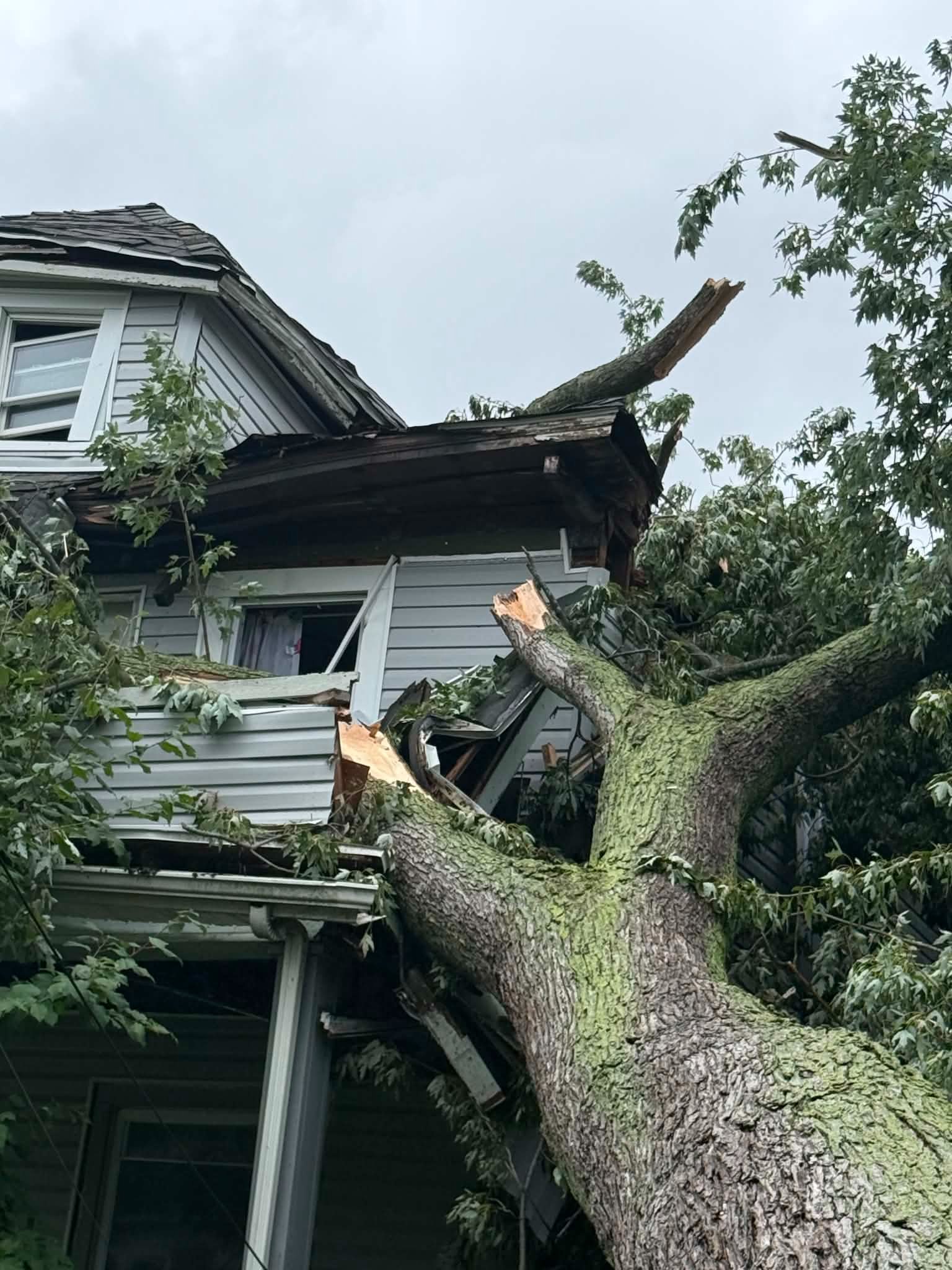 Support My Mother After Tree Damage campaign photo, 5 of 8
