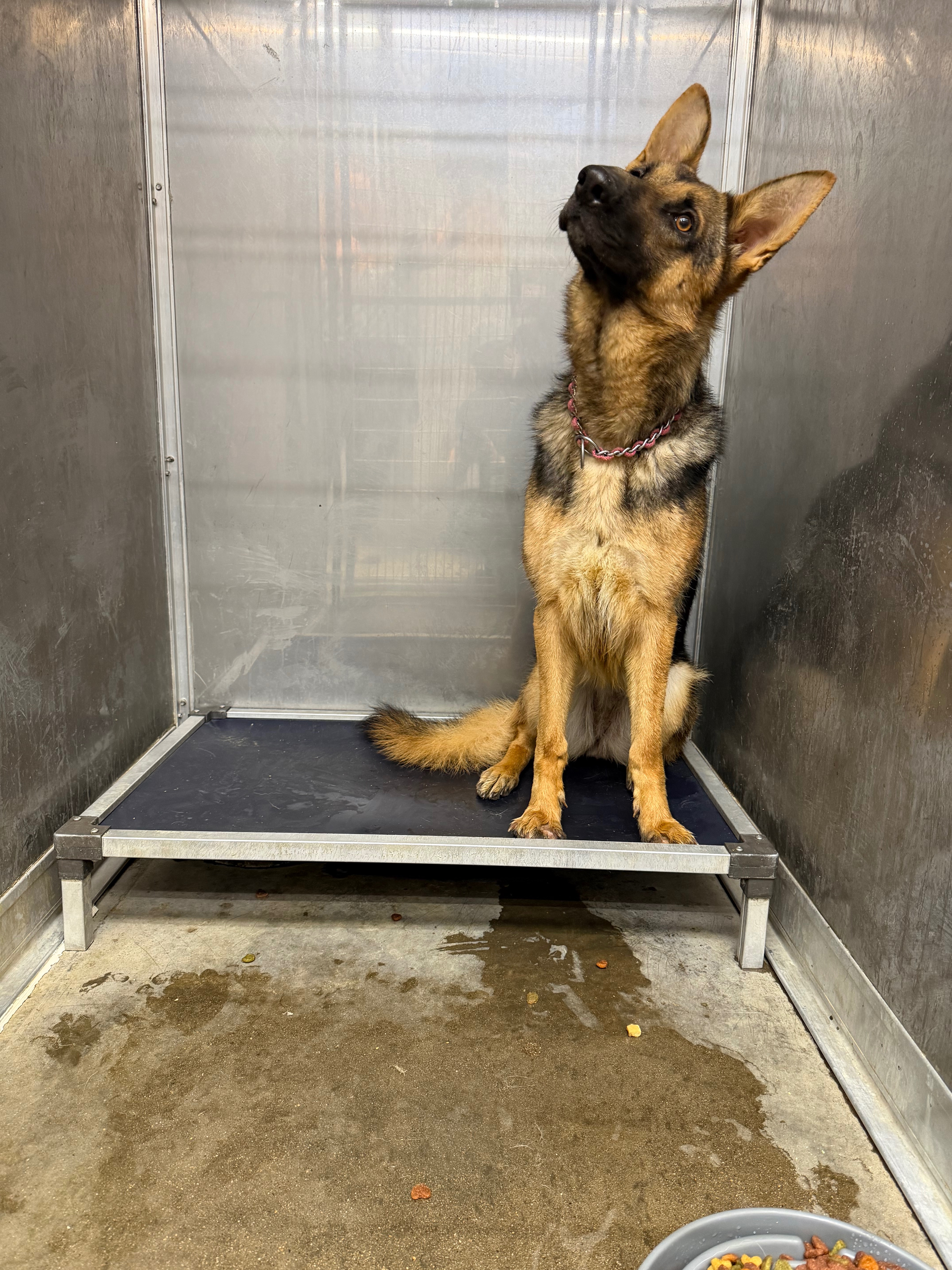 Raya's Second Chance Through RafStar K9 campaign photo, 2 of 4