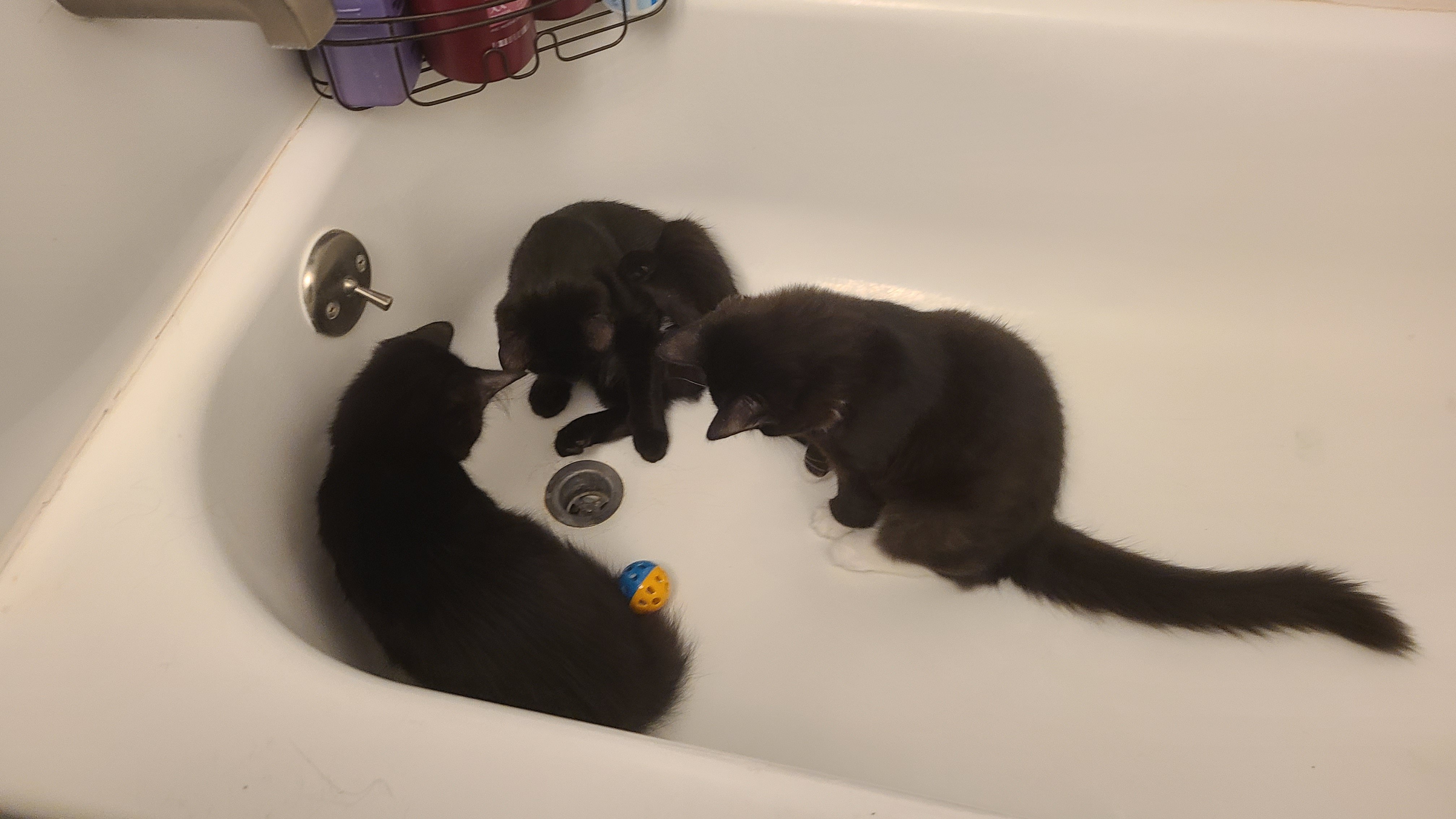Keeping Me and My Cats Housed and Fed campaign photo, 5 of 8