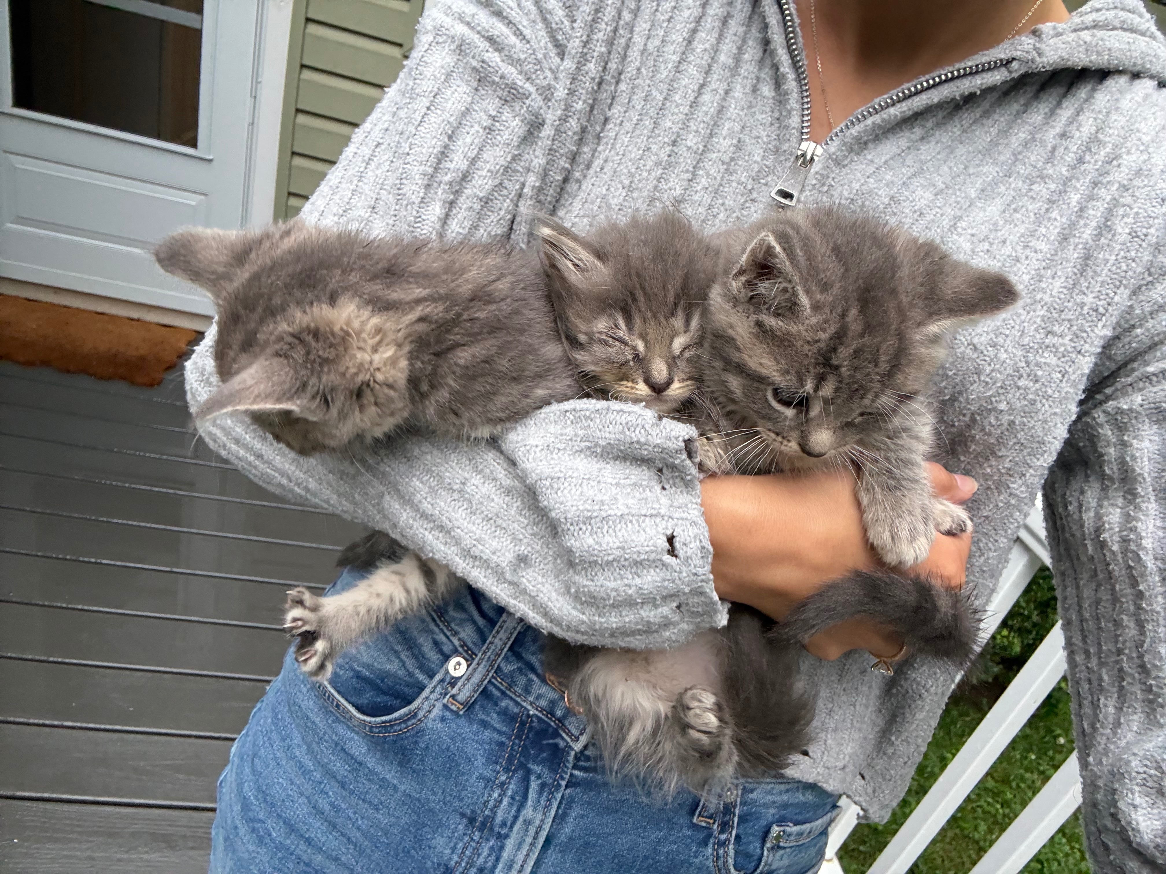 Caring for 40 Cats in Lakeville campaign photo, 9 of 10