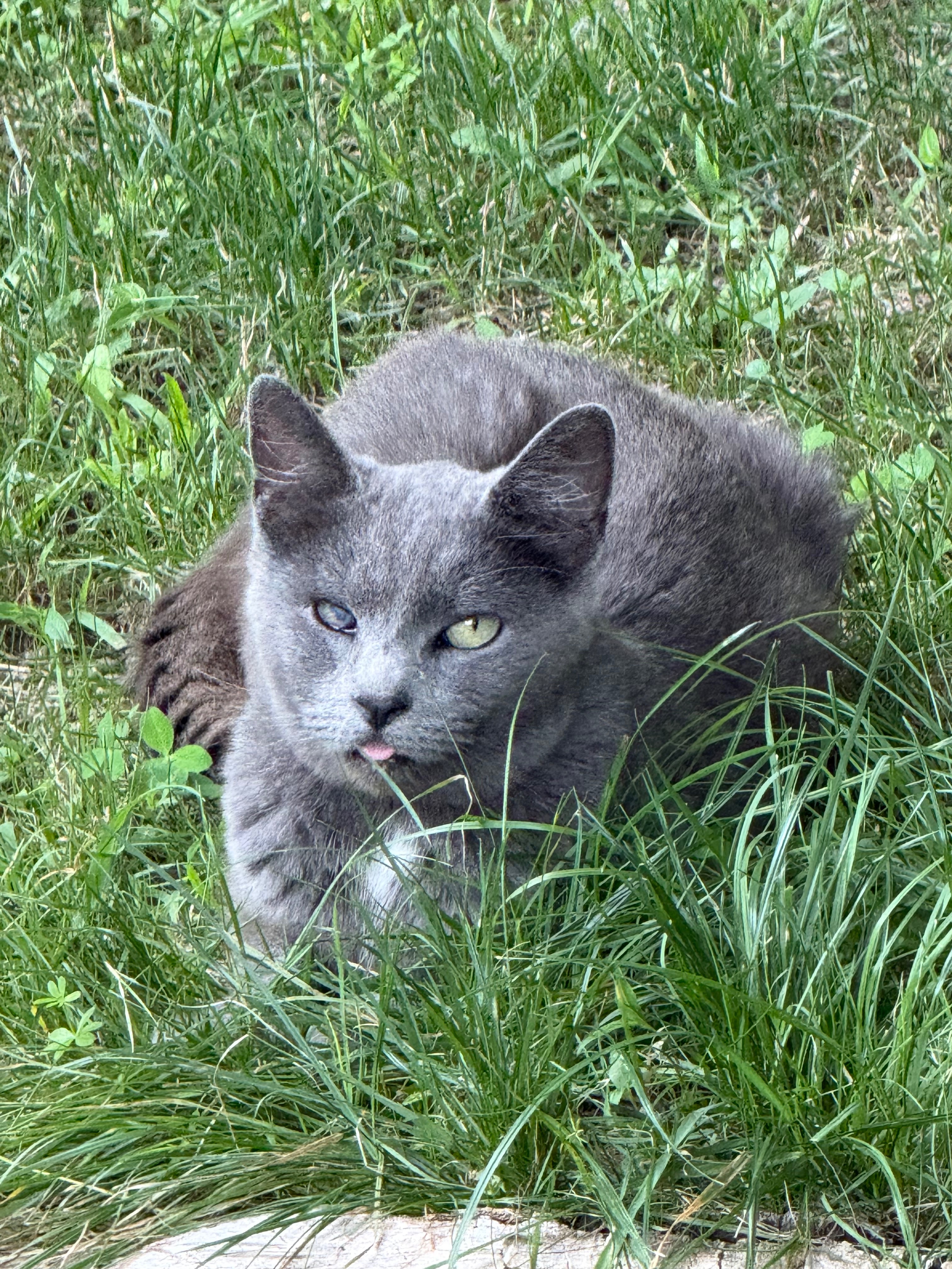 Caring for 40 Cats in Lakeville campaign photo, 2 of 10