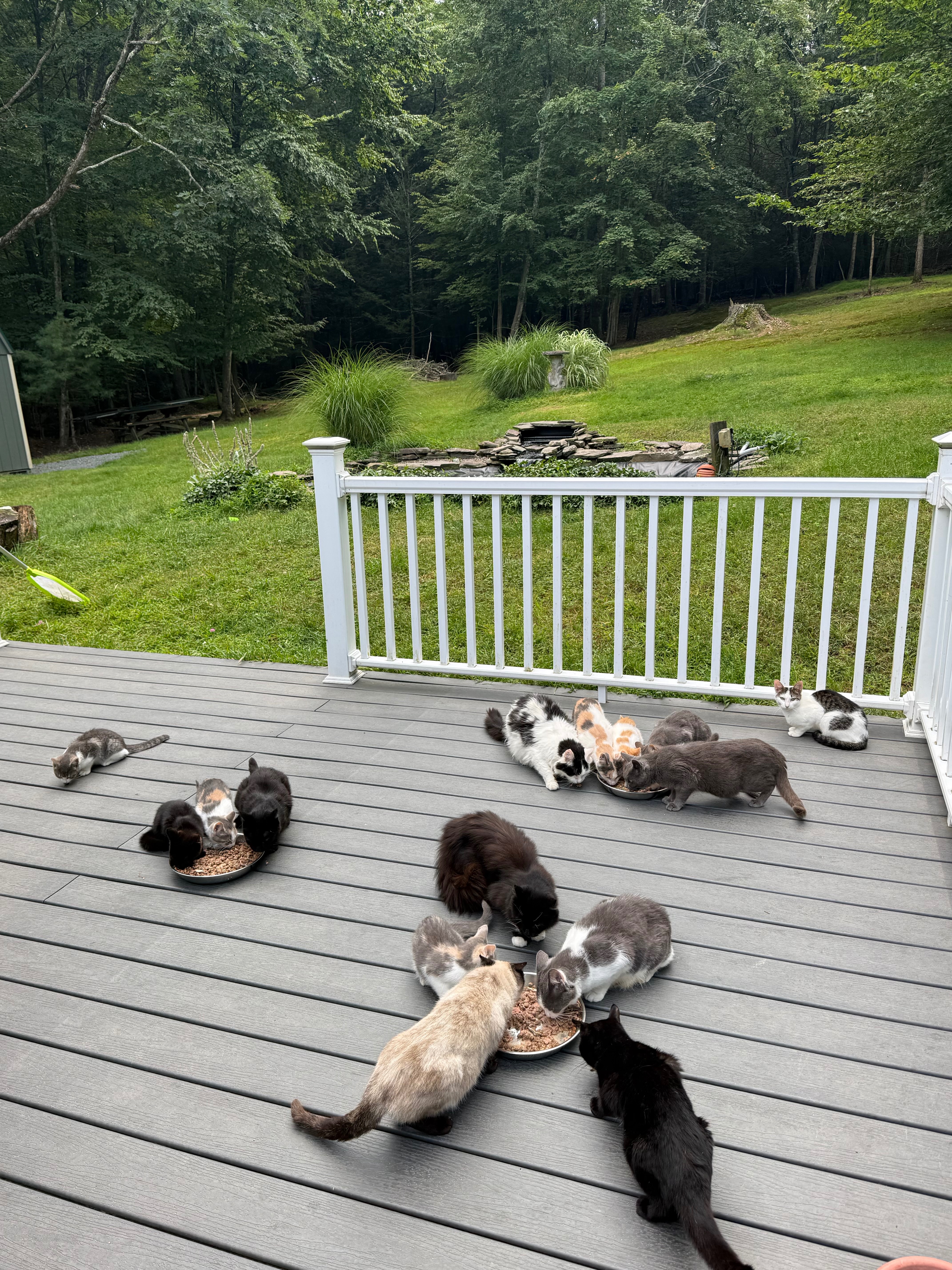 Caring for 40 Cats in Lakeville campaign photo, 4 of 10