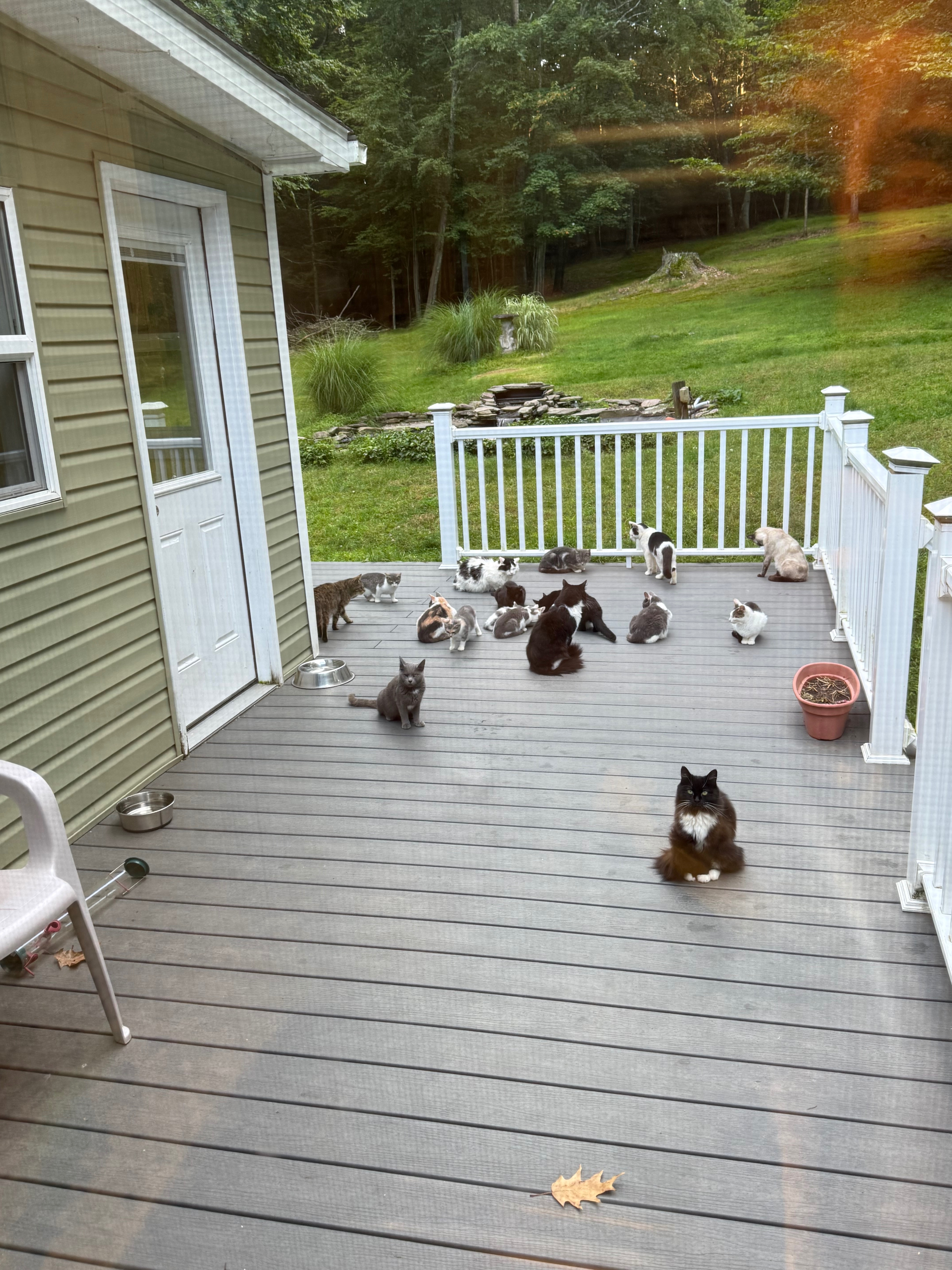 Caring for 40 Cats in Lakeville campaign photo, 5 of 10