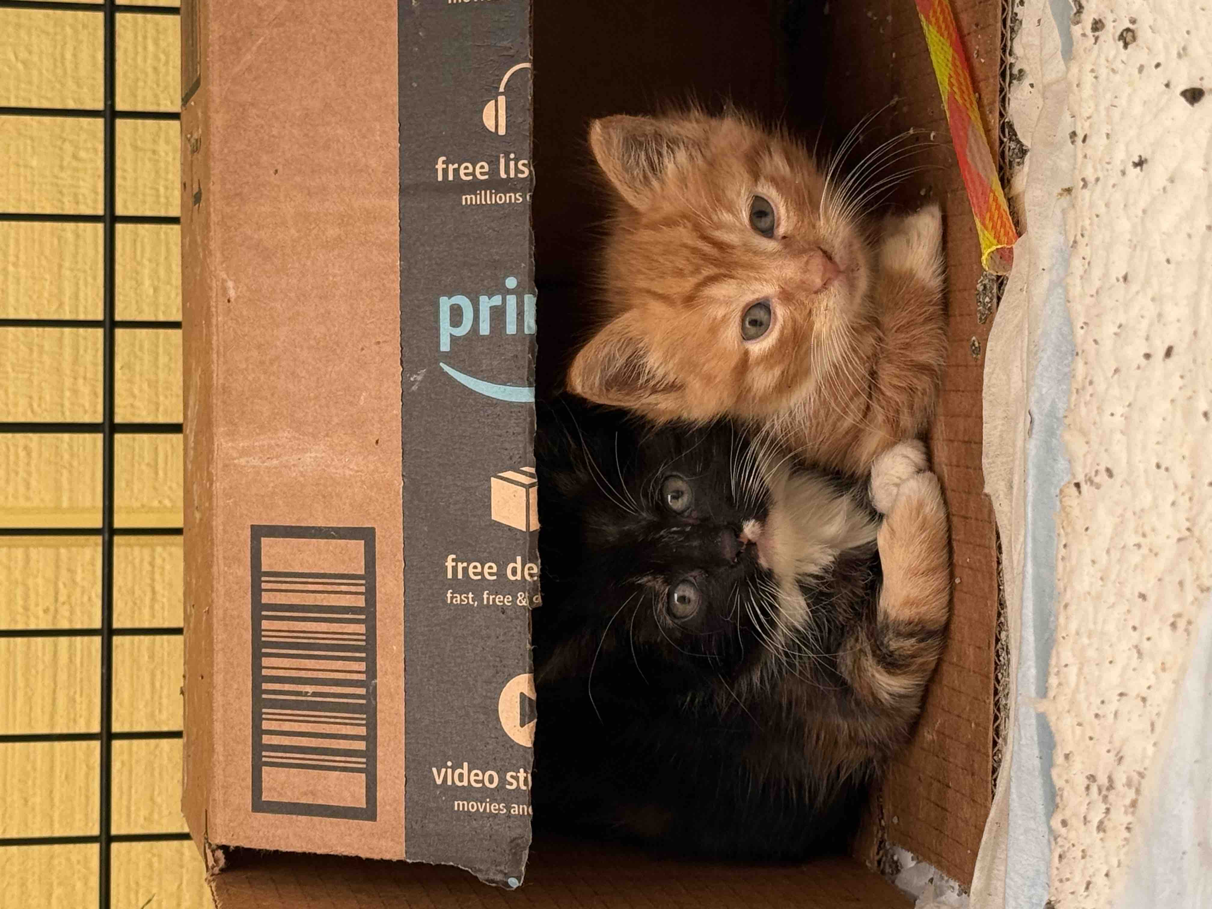 Caring for 40 Cats in Lakeville campaign photo, 6 of 10