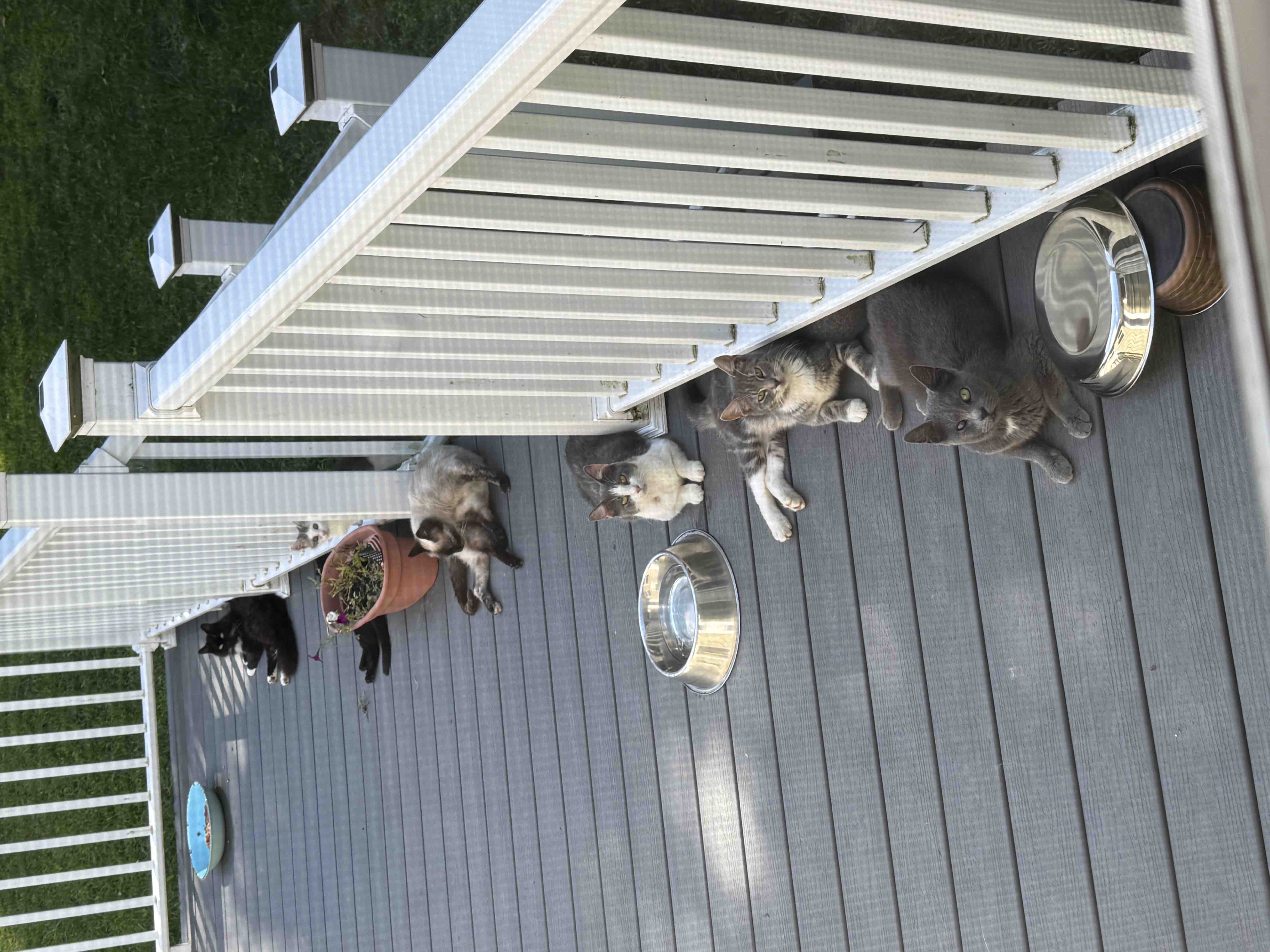 Caring for 40 Cats in Lakeville campaign photo, 7 of 10