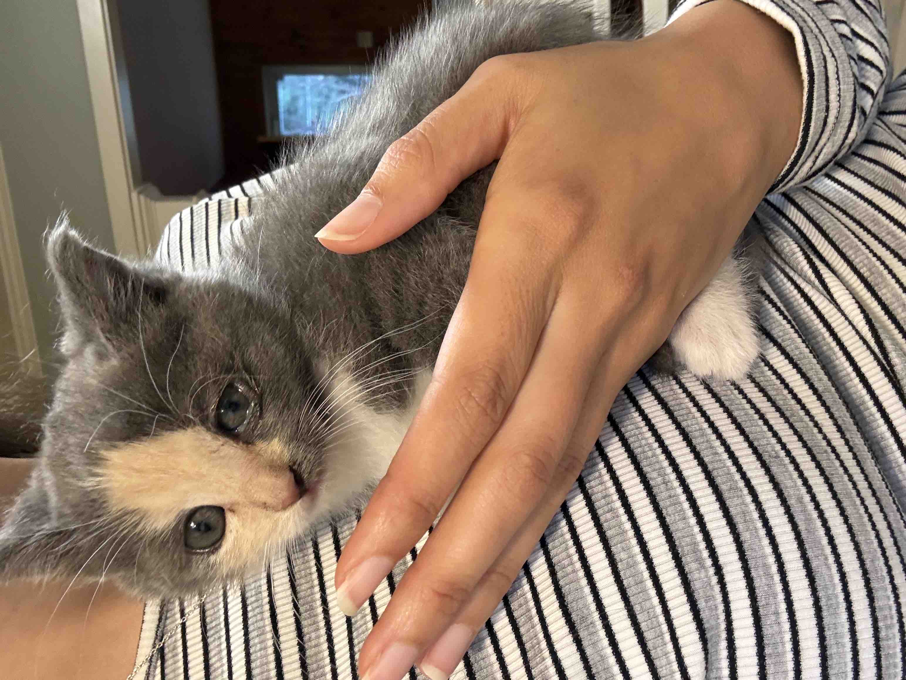 Caring for 40 Cats in Lakeville campaign photo, 8 of 10