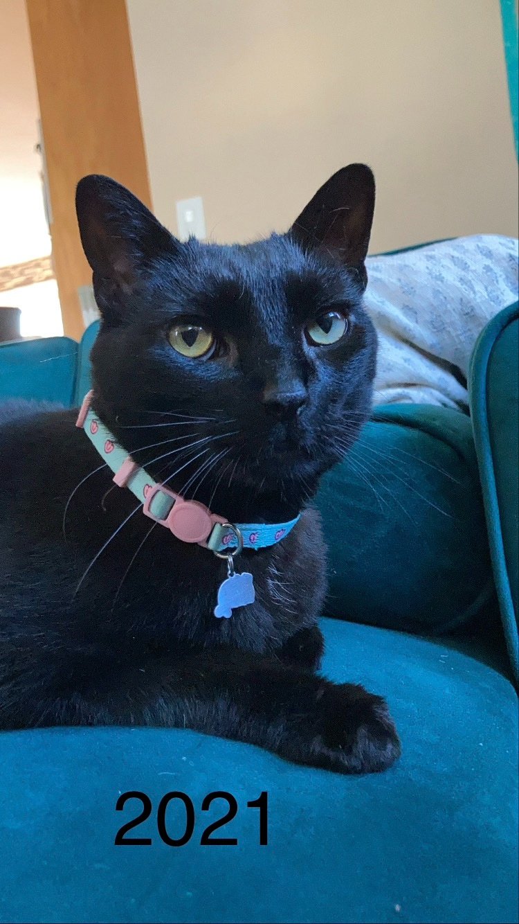 Please help me give my cat Asher a fighting chance at life campaign photo, 6 of 7