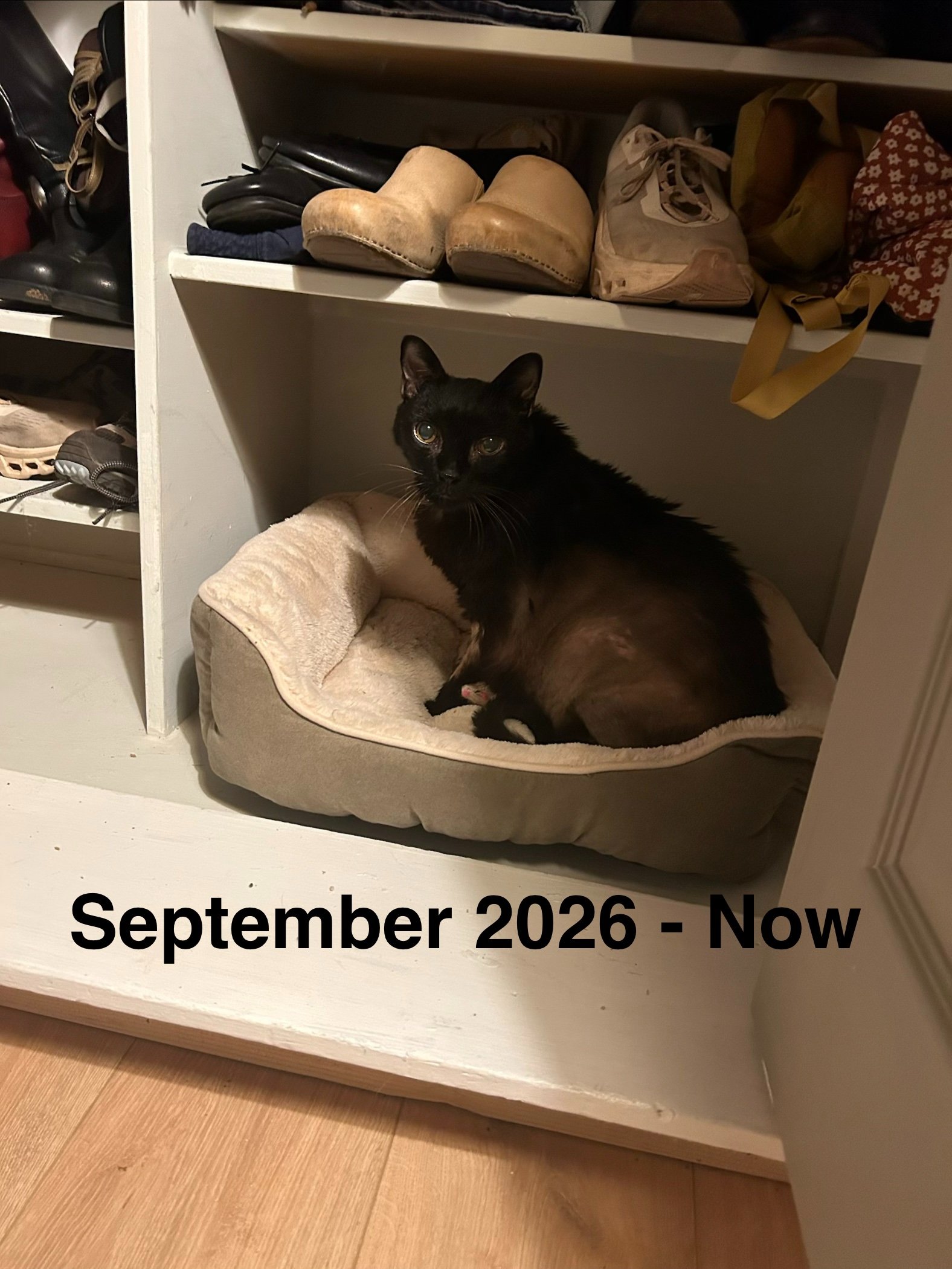Please help me give my cat Asher a fighting chance at life campaign photo, 2 of 7