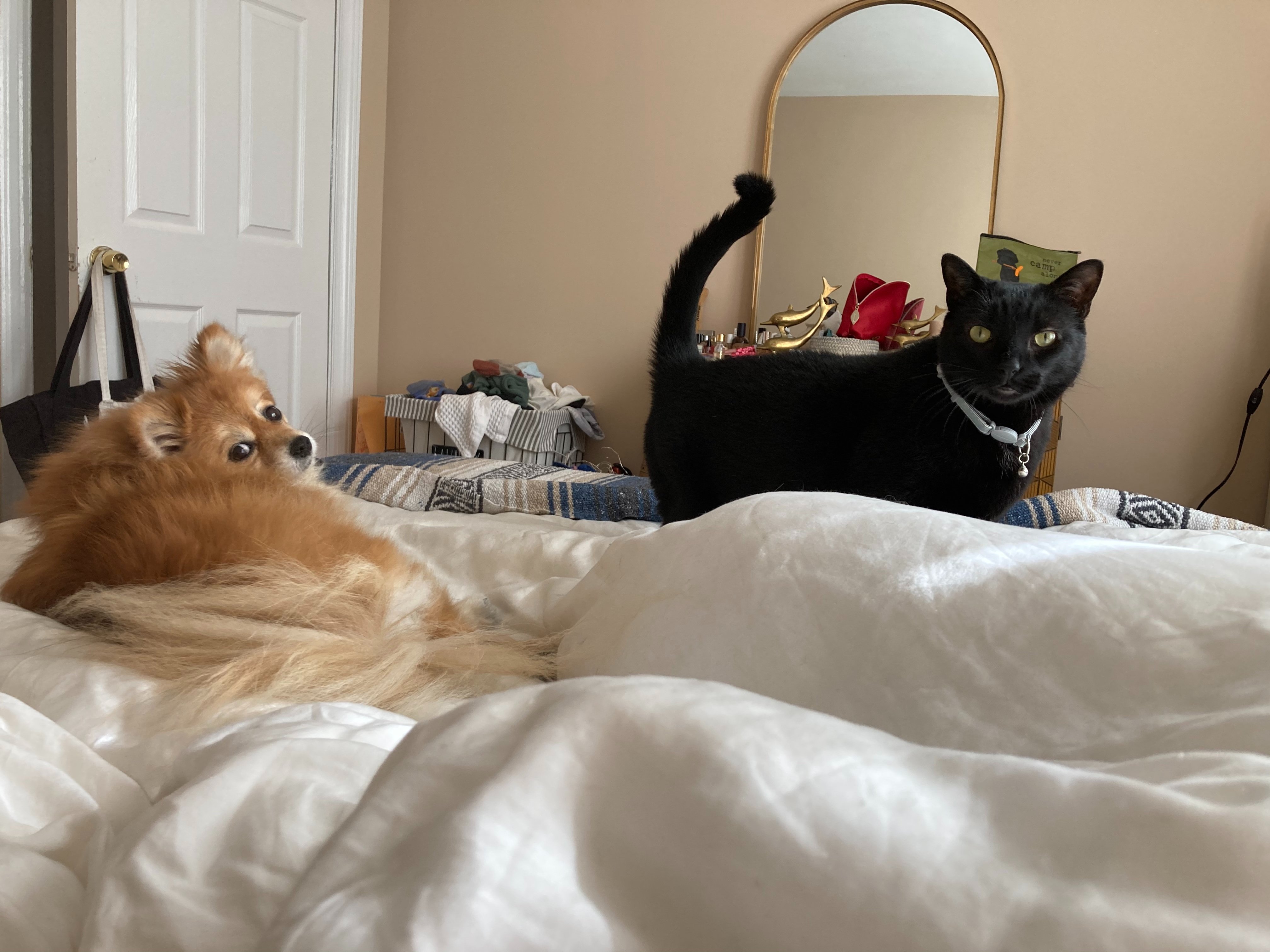 Please help me give my cat Asher a fighting chance at life campaign photo, 4 of 7