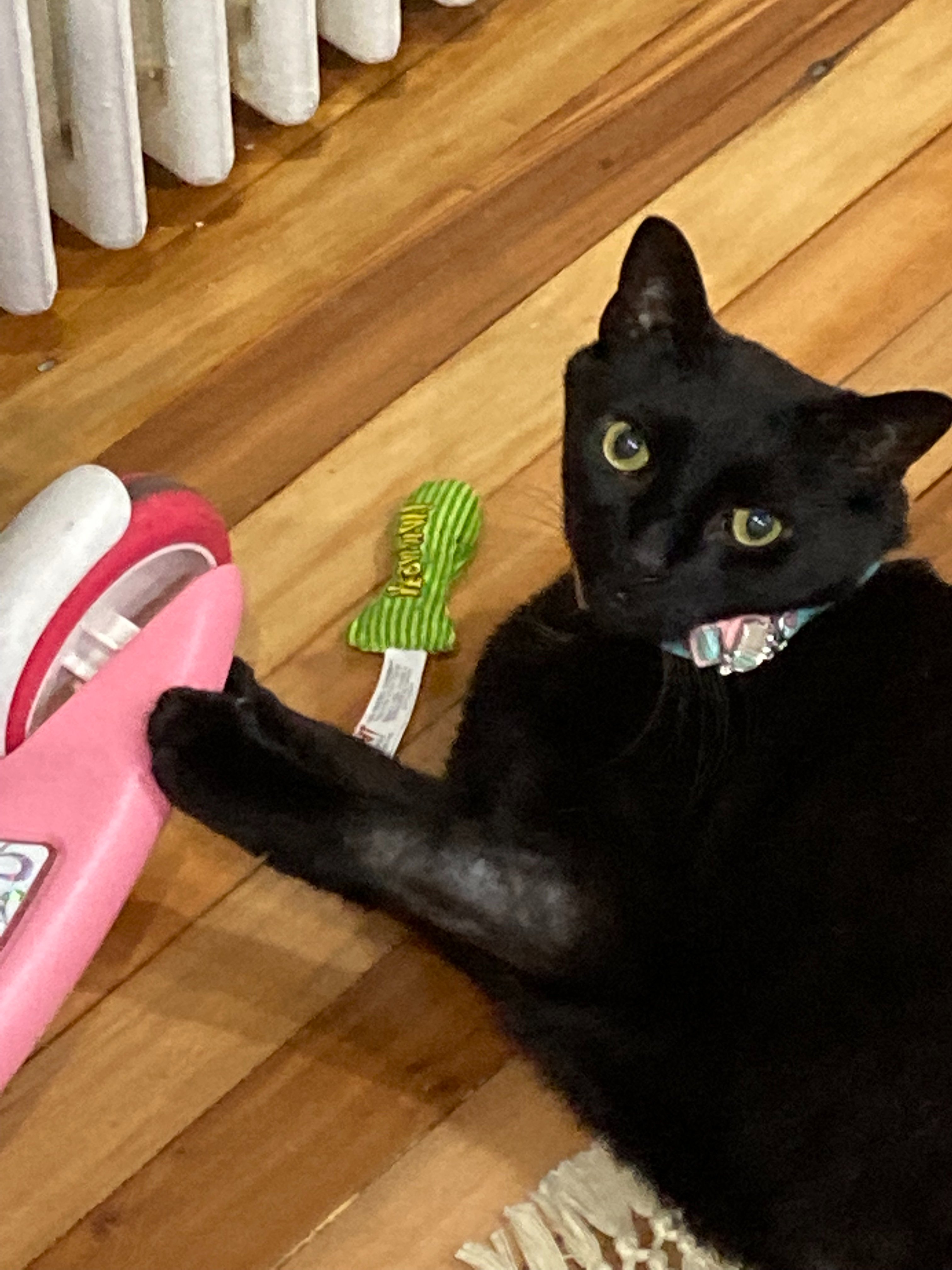 Please help me give my cat Asher a fighting chance at life campaign photo, 5 of 7