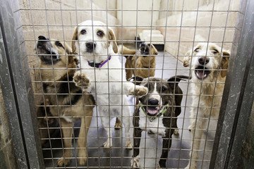 Turning Lemons into Lifelines for Shelter Dogs and Pets campaign photo, 4 of 8