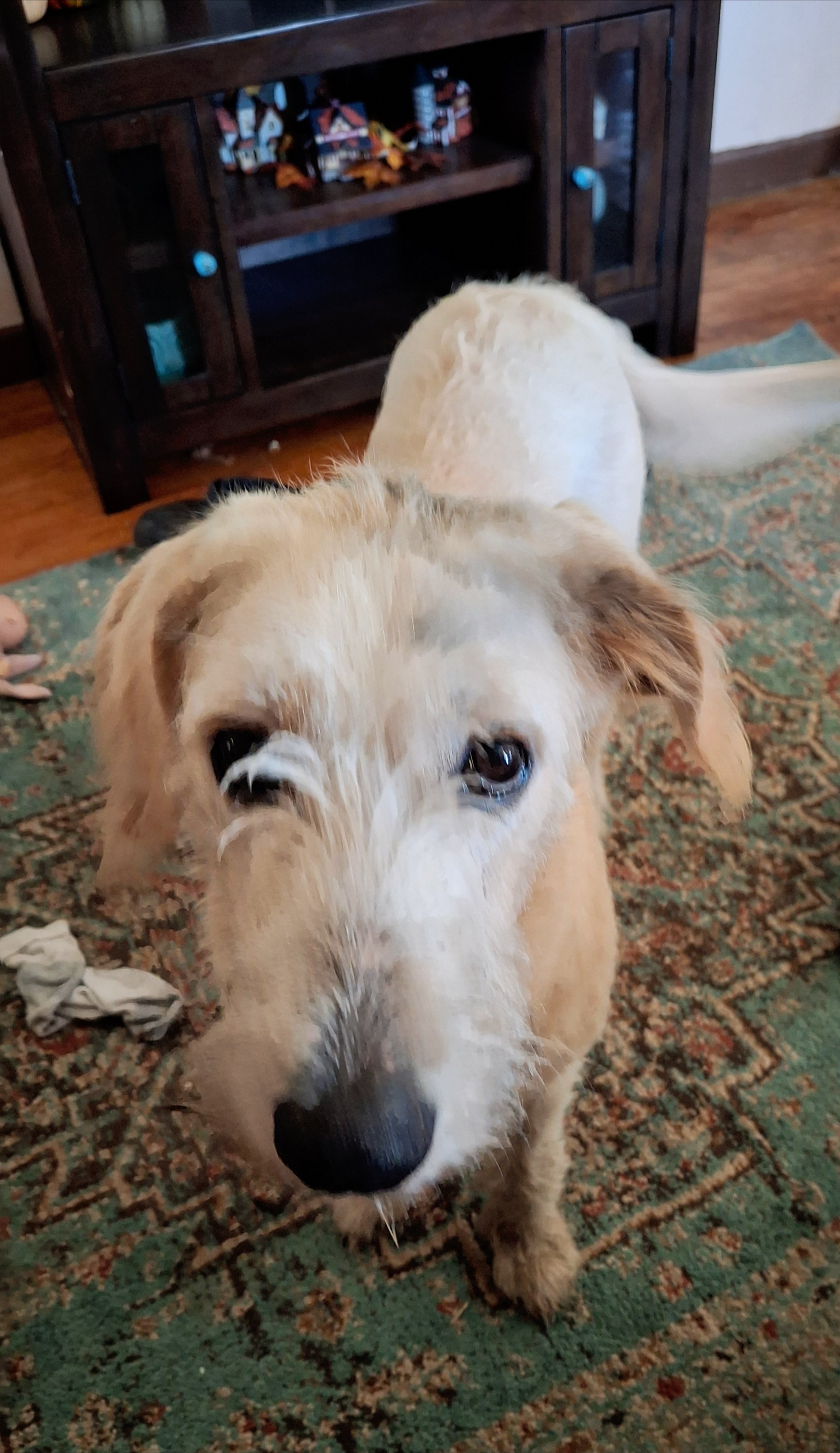 Help Andi Get Urgent Vet Care campaign photo, 2 of 8