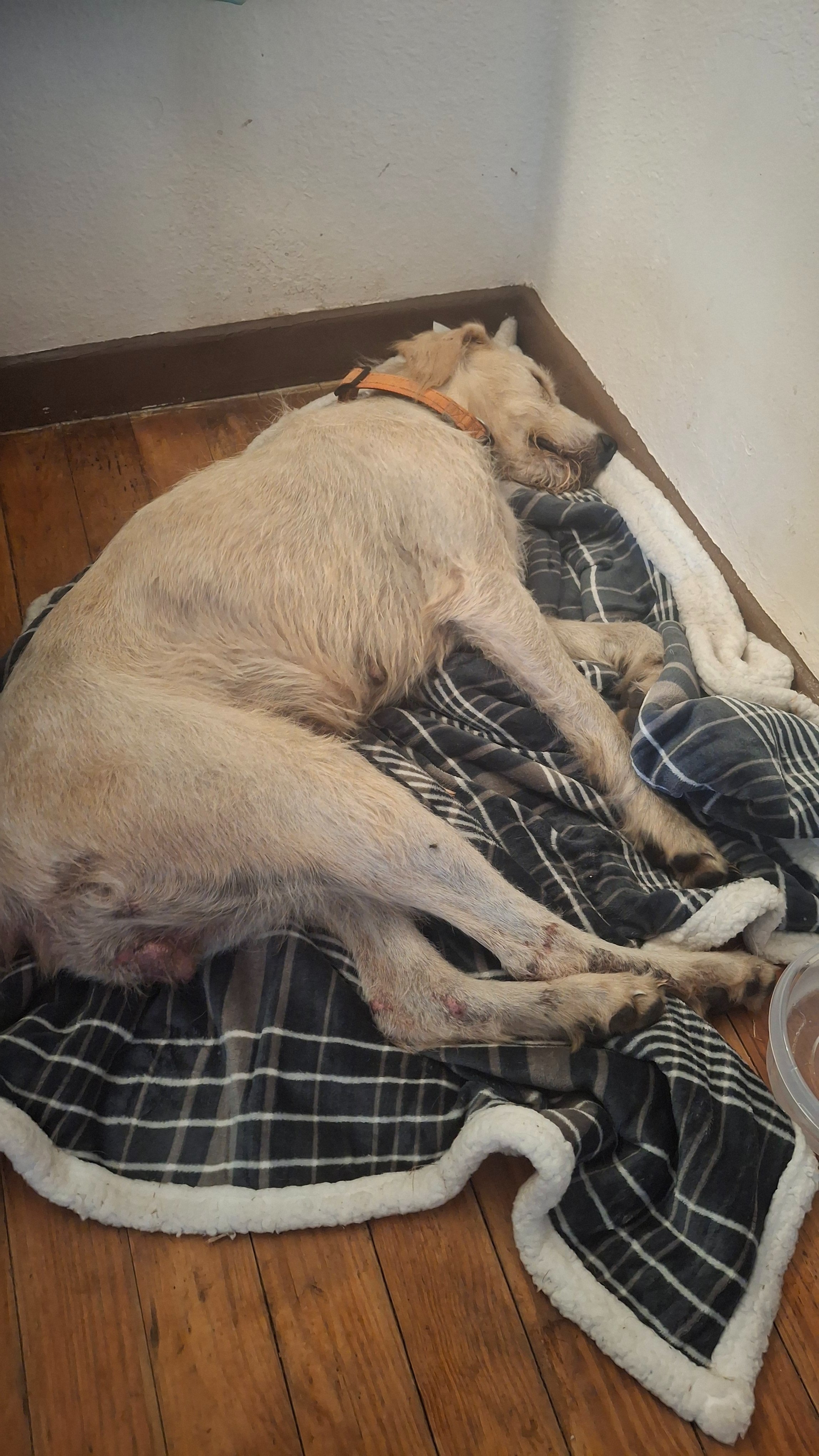 Help Andi Get Urgent Vet Care campaign photo, 4 of 8