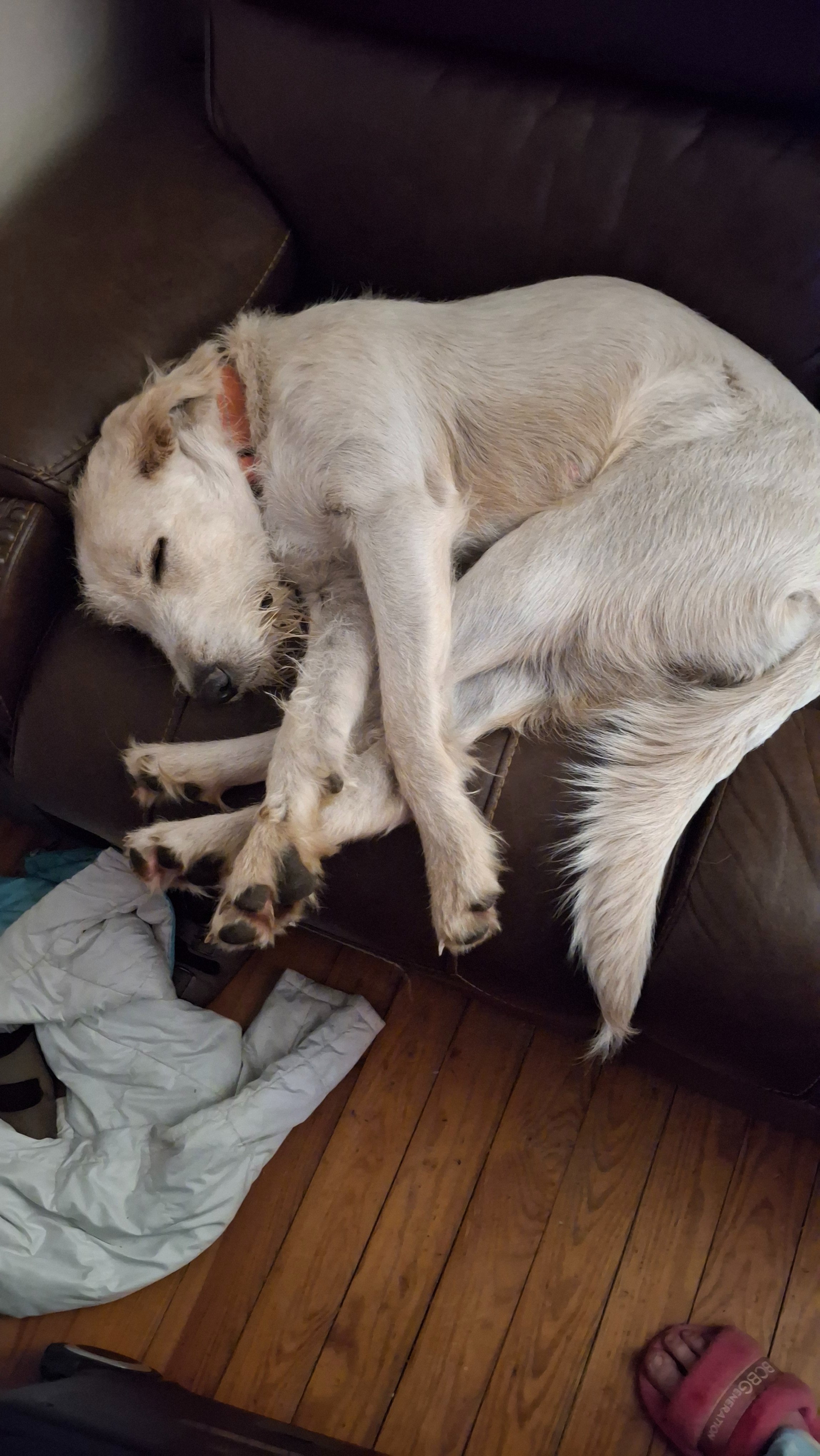 Help Andi Get Urgent Vet Care campaign photo, 5 of 8