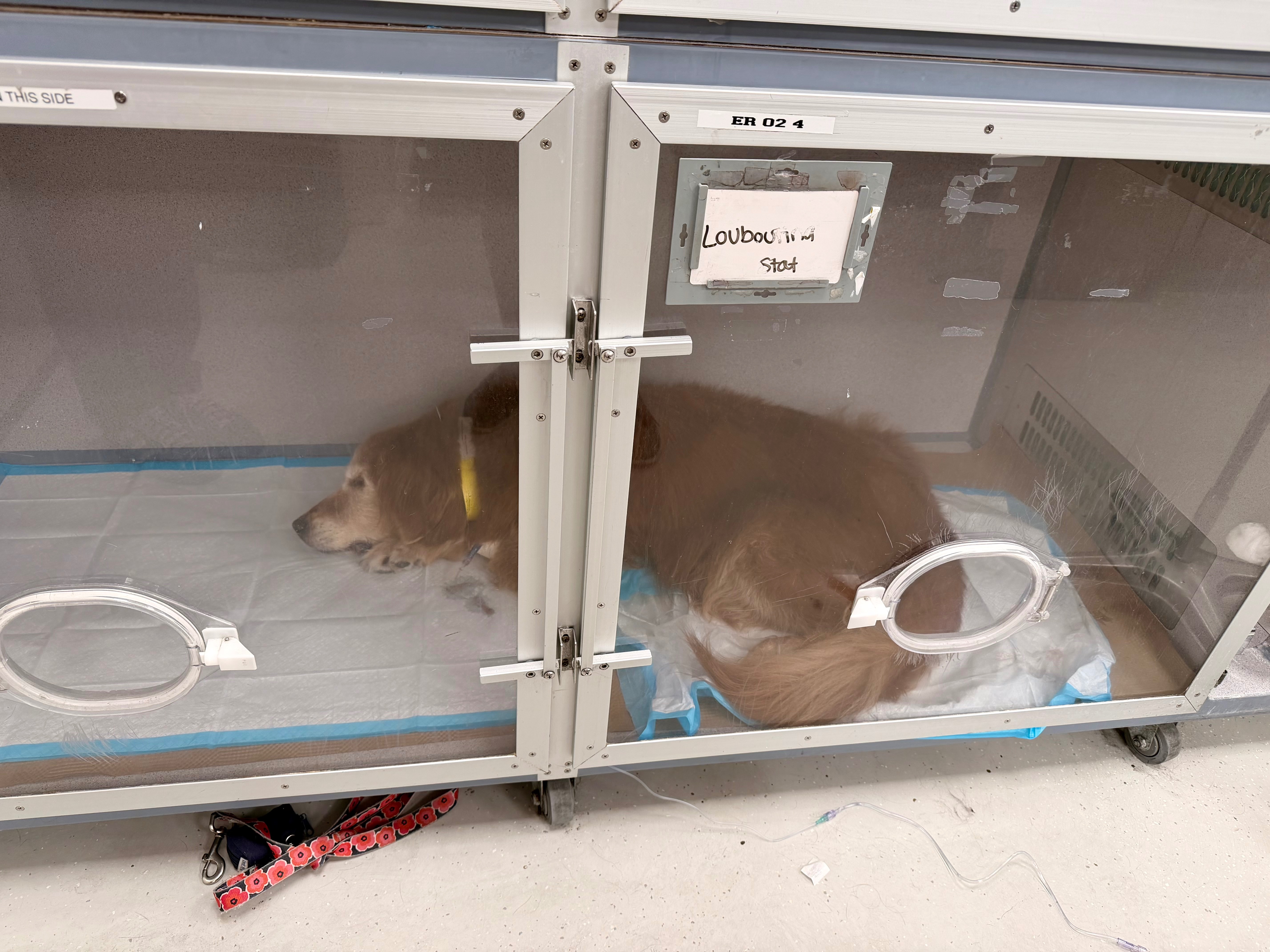 Help Louboutina Recover in ICU campaign photo, 2 of 6