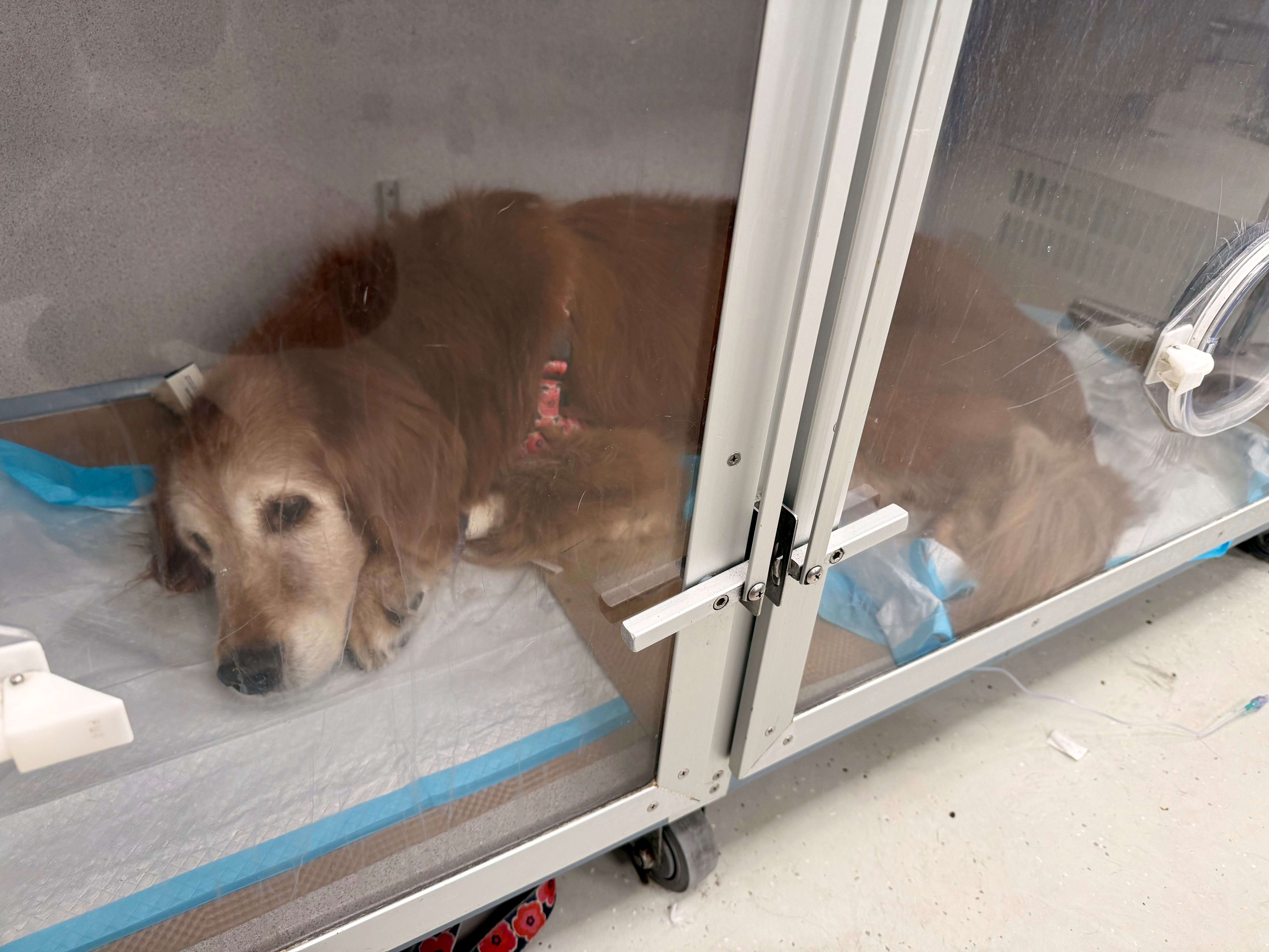 Help Louboutina Recover in ICU campaign photo, 5 of 6