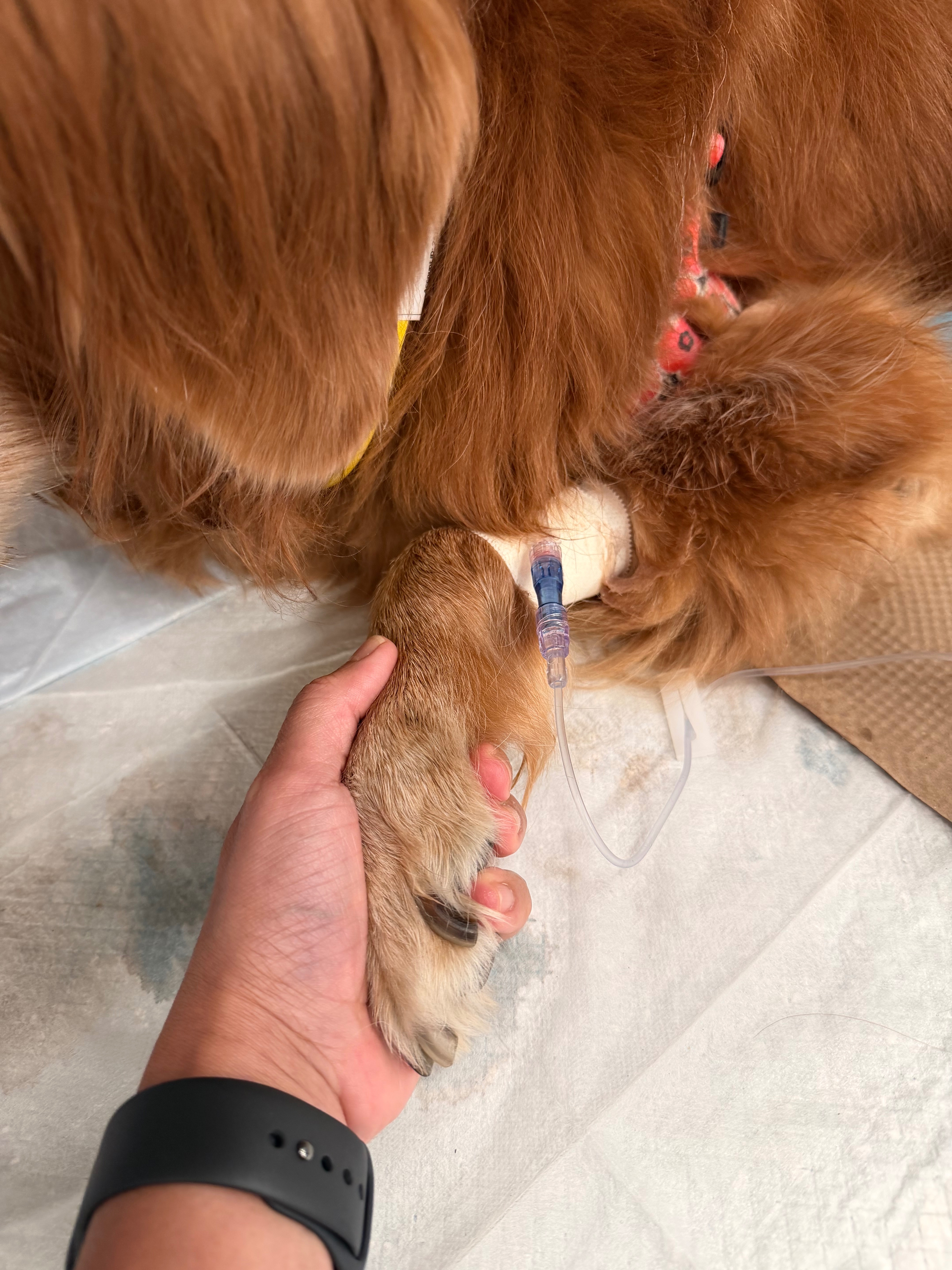 Help Louboutina Recover in ICU campaign photo, 4 of 6
