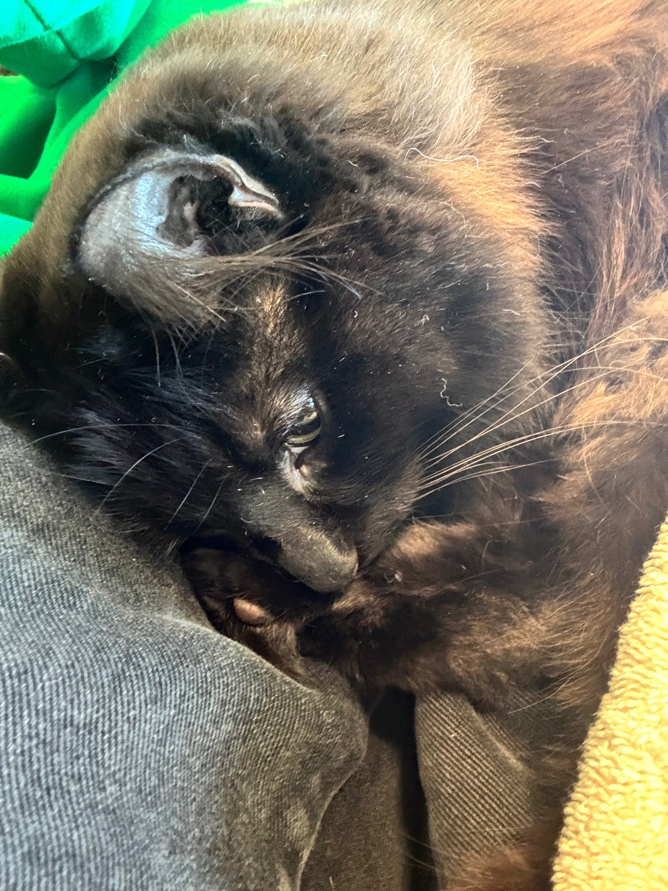 Cover Chocolate's Vet Surgery After Swallowing Wire campaign photo, 4 of 8