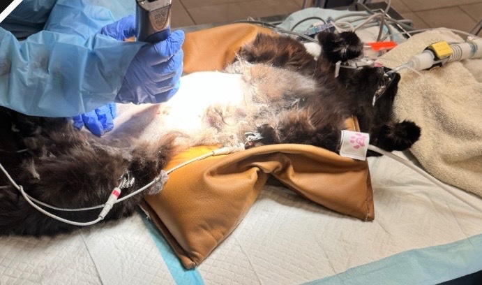 Cover Chocolate's Vet Surgery After Swallowing Wire campaign photo, 6 of 8