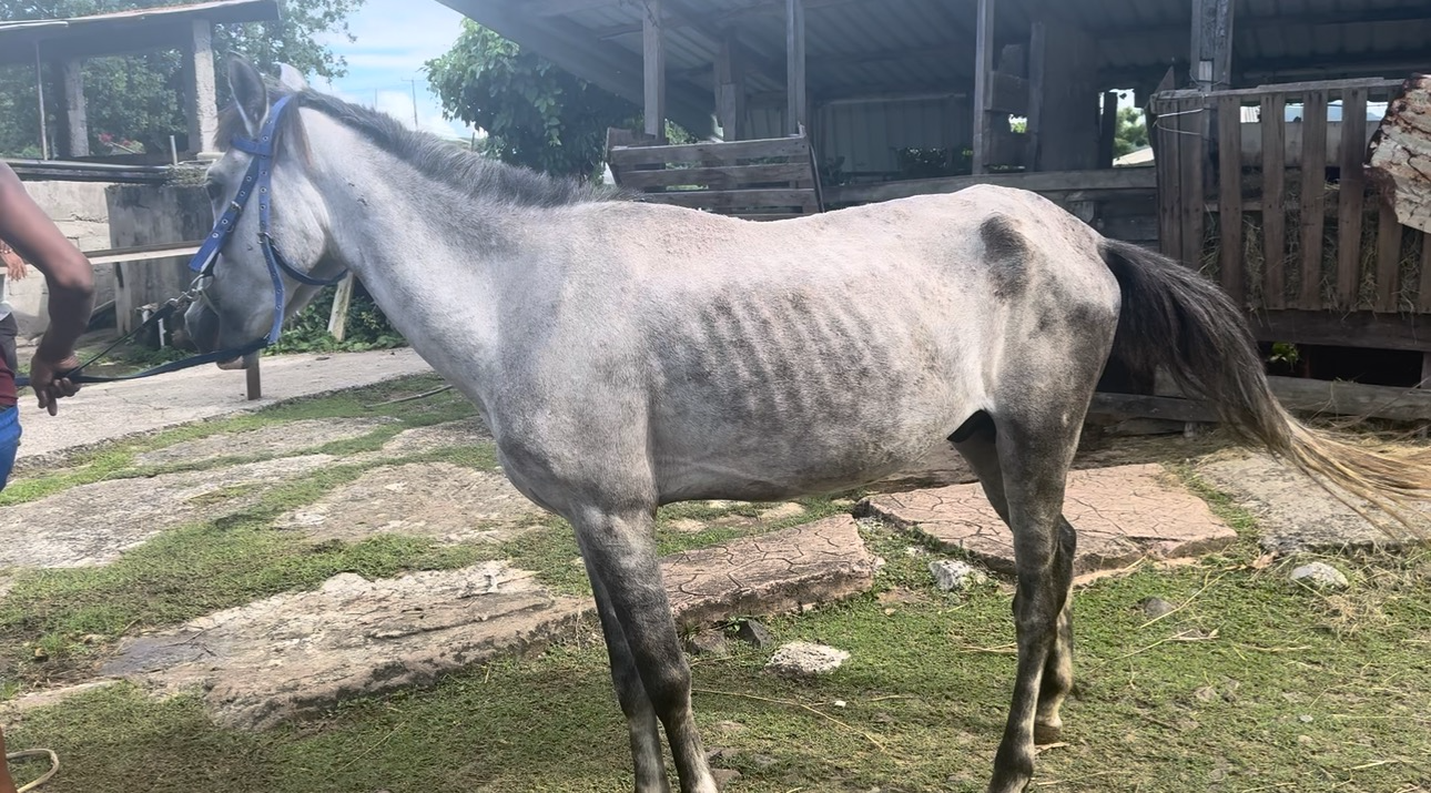 Help Us Start Saint Lucia’s Horse Rescue & Supply Service campaign photo, 7 of 8