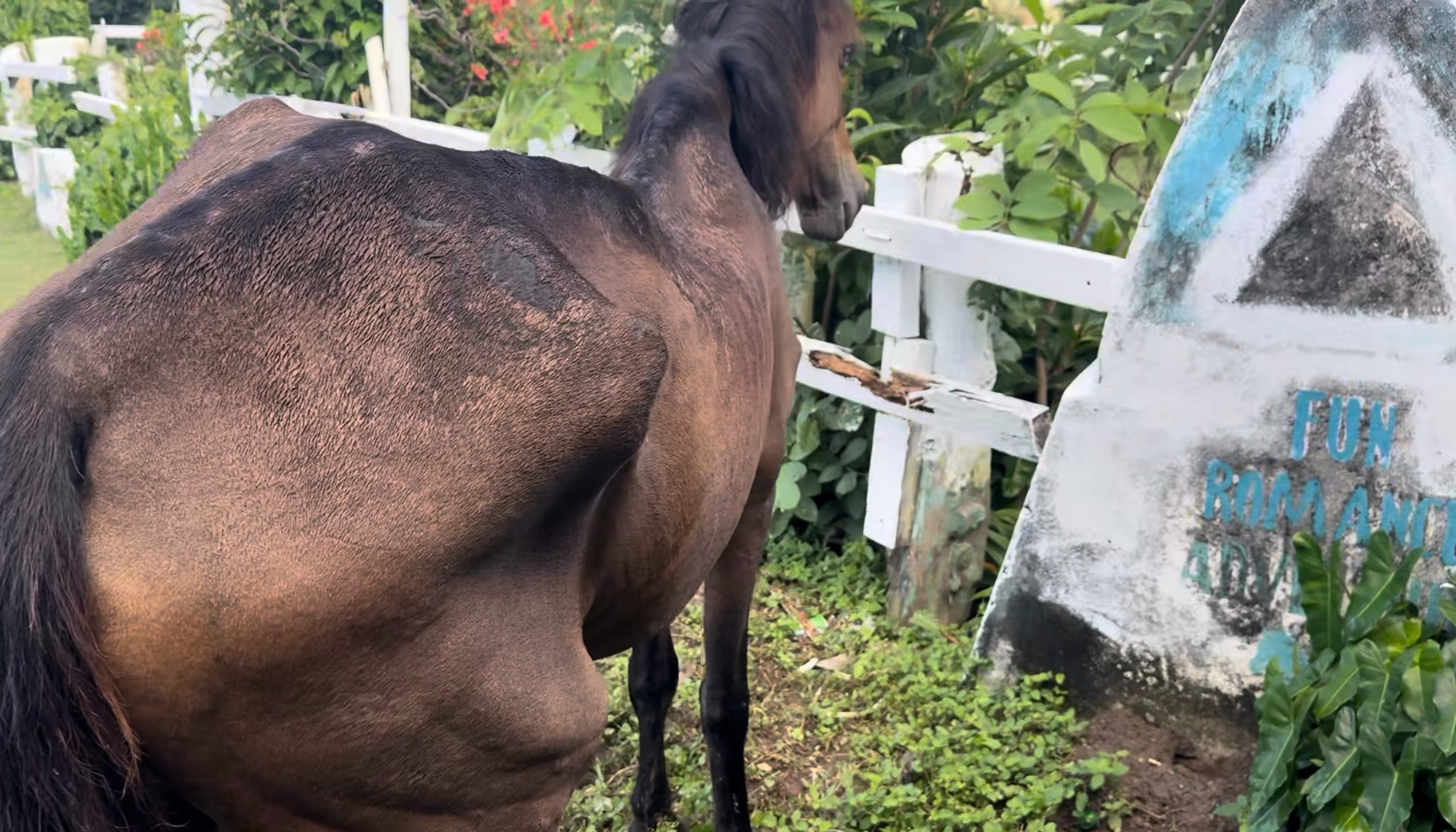 Help Us Start Saint Lucia’s Horse Rescue & Supply Service campaign photo, 2 of 8