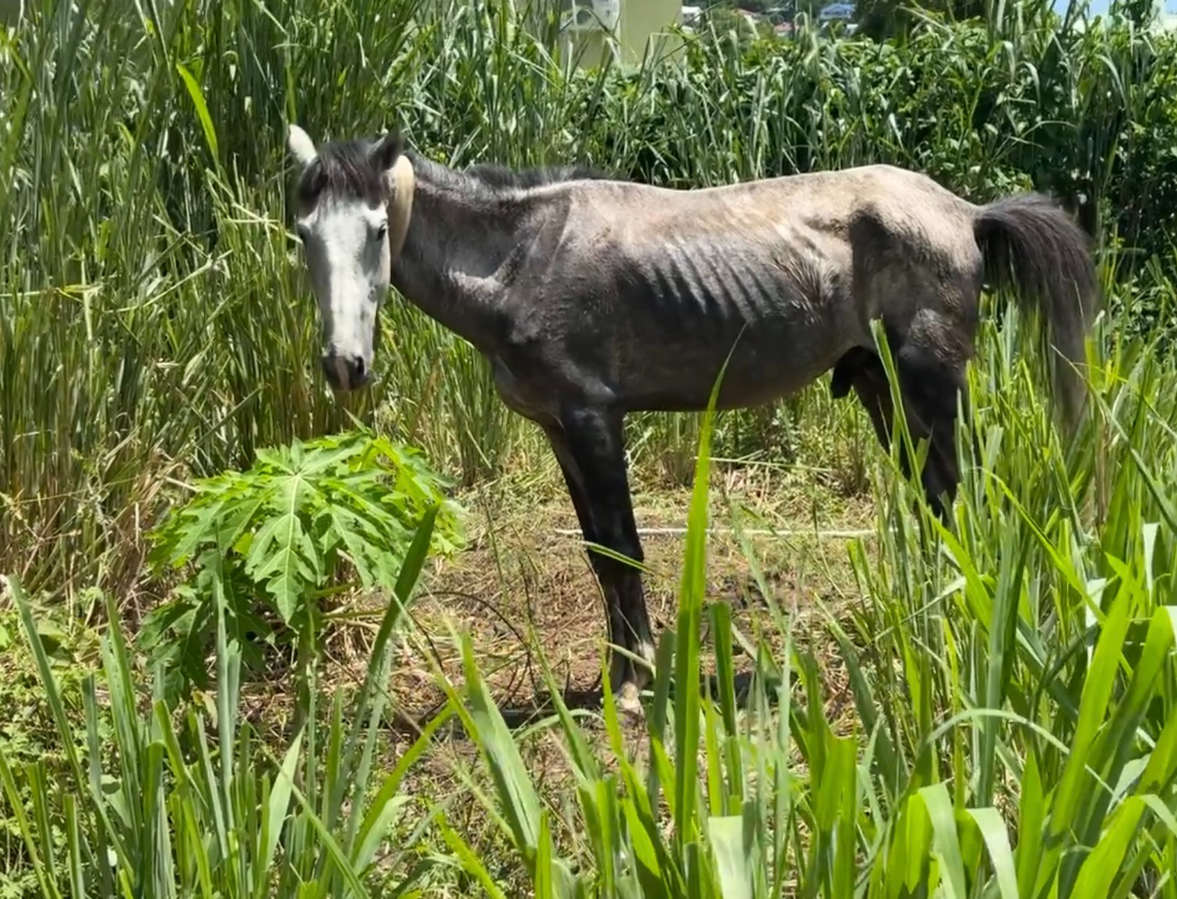 Help Us Start Saint Lucia’s Horse Rescue & Supply Service campaign photo, 4 of 8