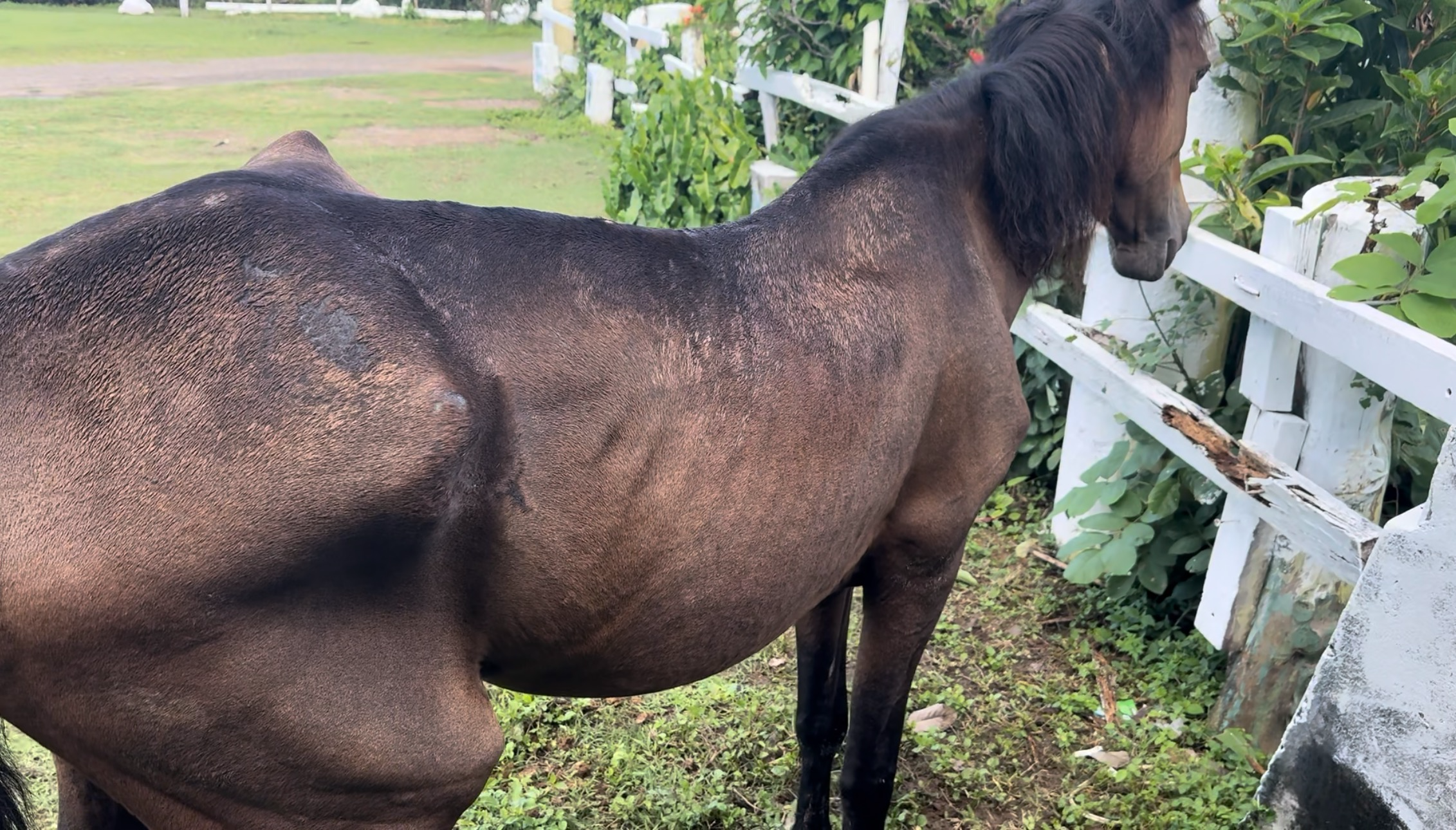Help Us Start Saint Lucia’s Horse Rescue & Supply Service campaign photo, 5 of 8