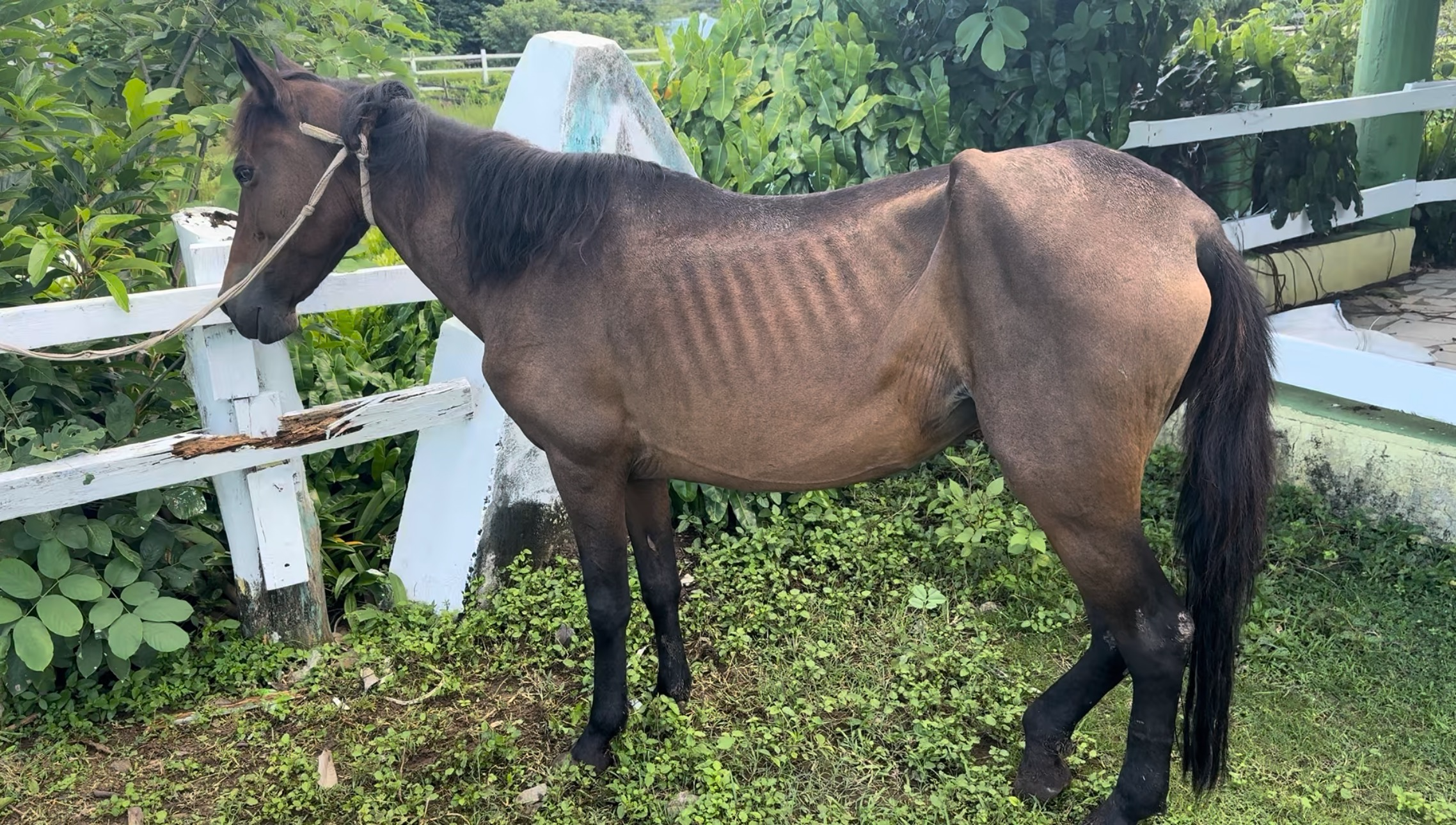 Help Us Start Saint Lucia’s Horse Rescue & Supply Service campaign photo, 6 of 8