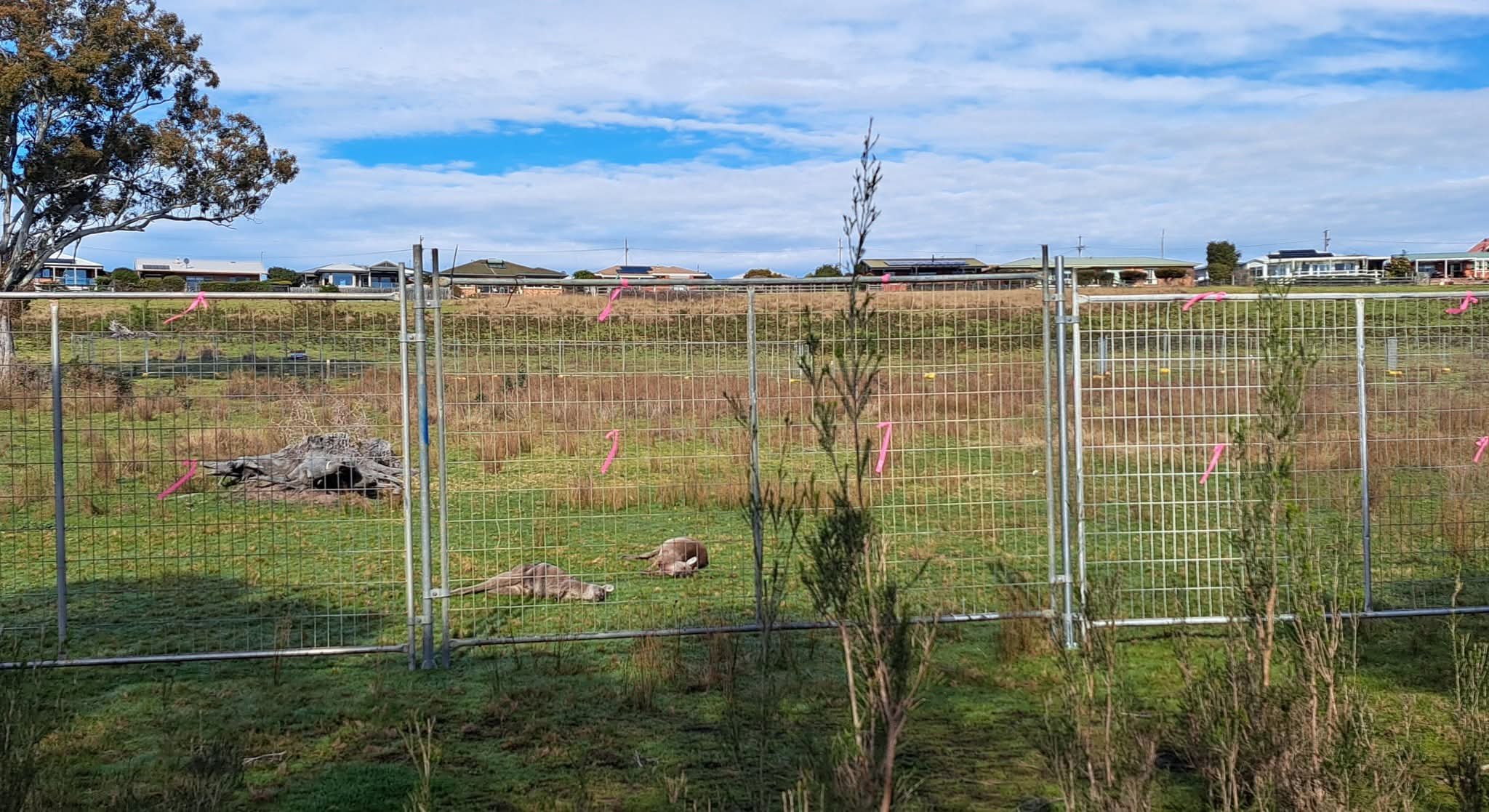 Eight kangaroos died. Are threatened migratory species next? campaign photo, 8 of 9
