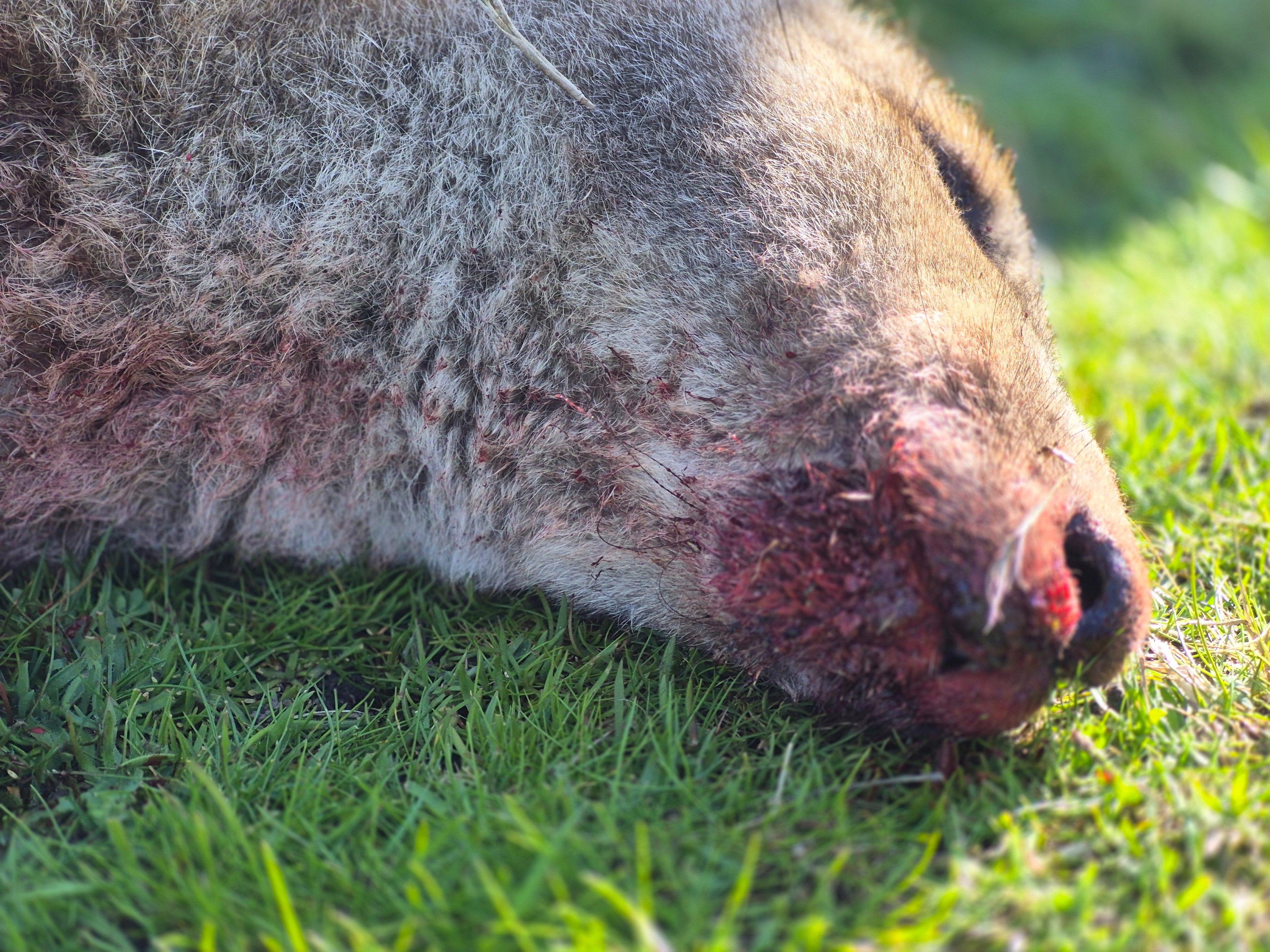 Eight kangaroos died. Are threatened migratory species next? campaign photo, 2 of 9