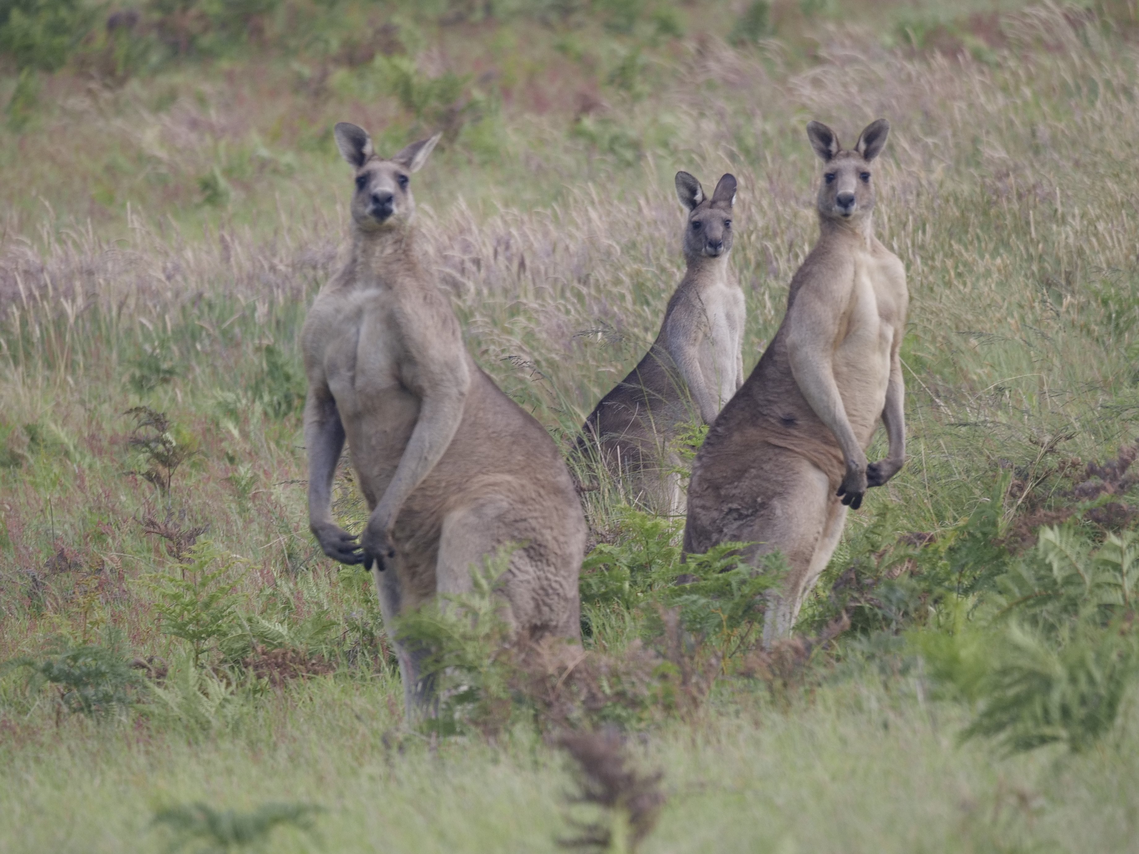 Eight kangaroos died. Are threatened migratory species next? campaign photo, 6 of 9