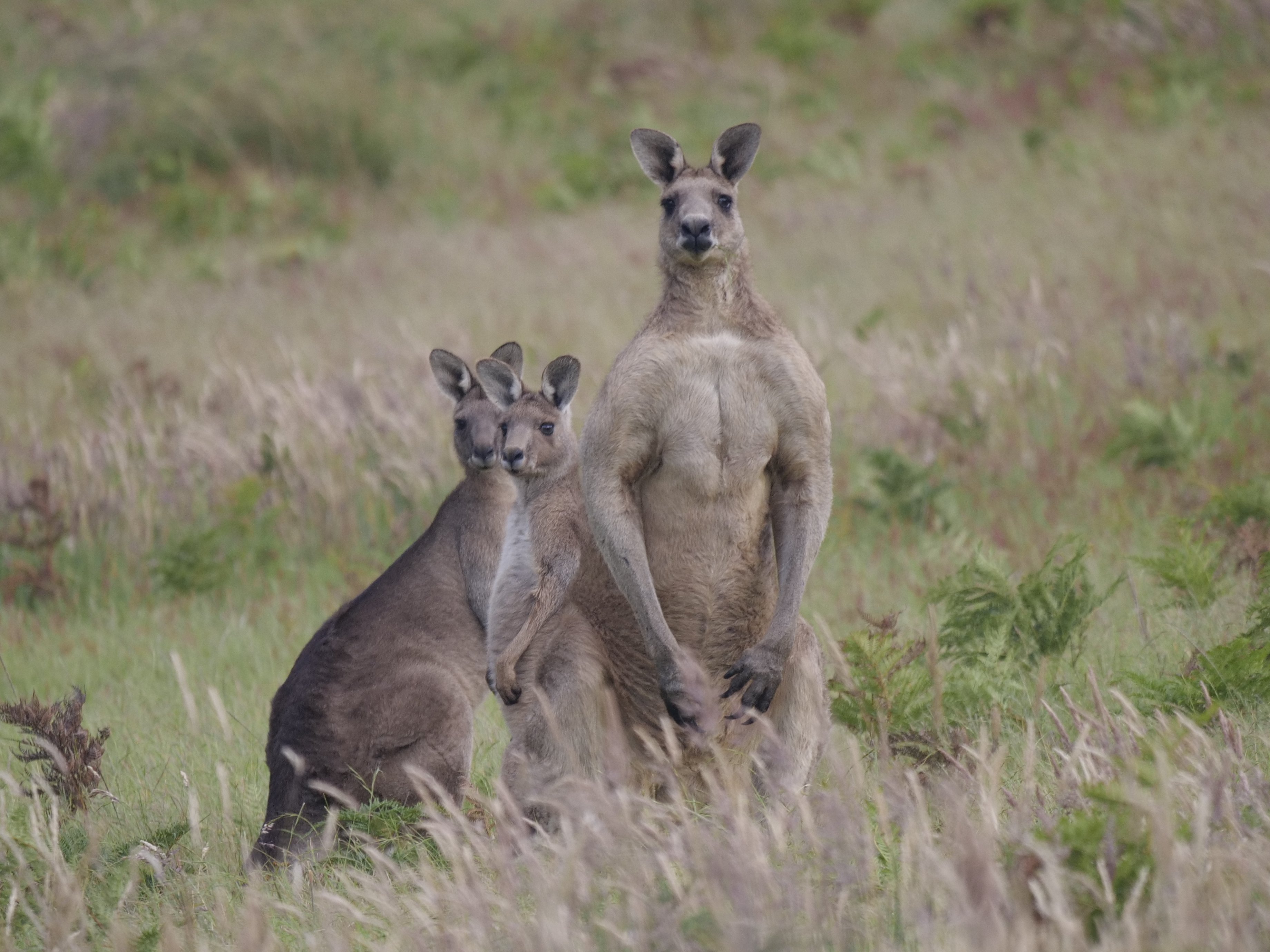 Eight kangaroos died. Are threatened migratory species next? campaign photo, 7 of 9