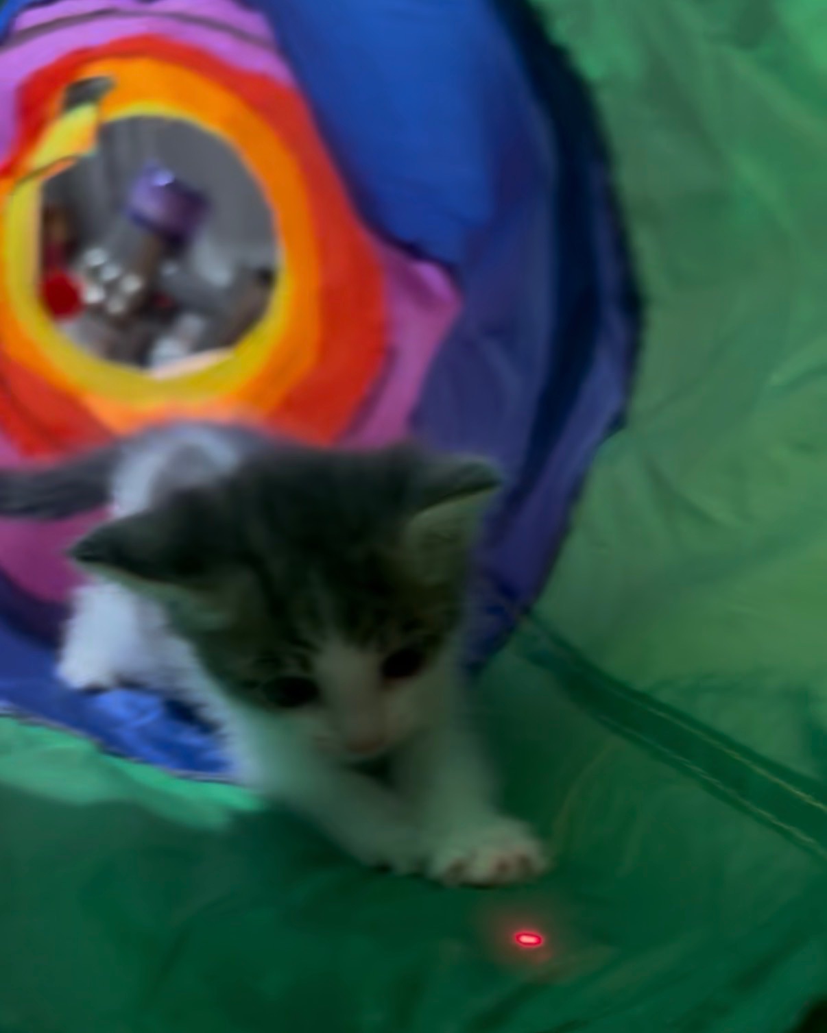 Central Valley Cats Need Spay, Neuter, and Vaccines campaign photo, 4 of 5